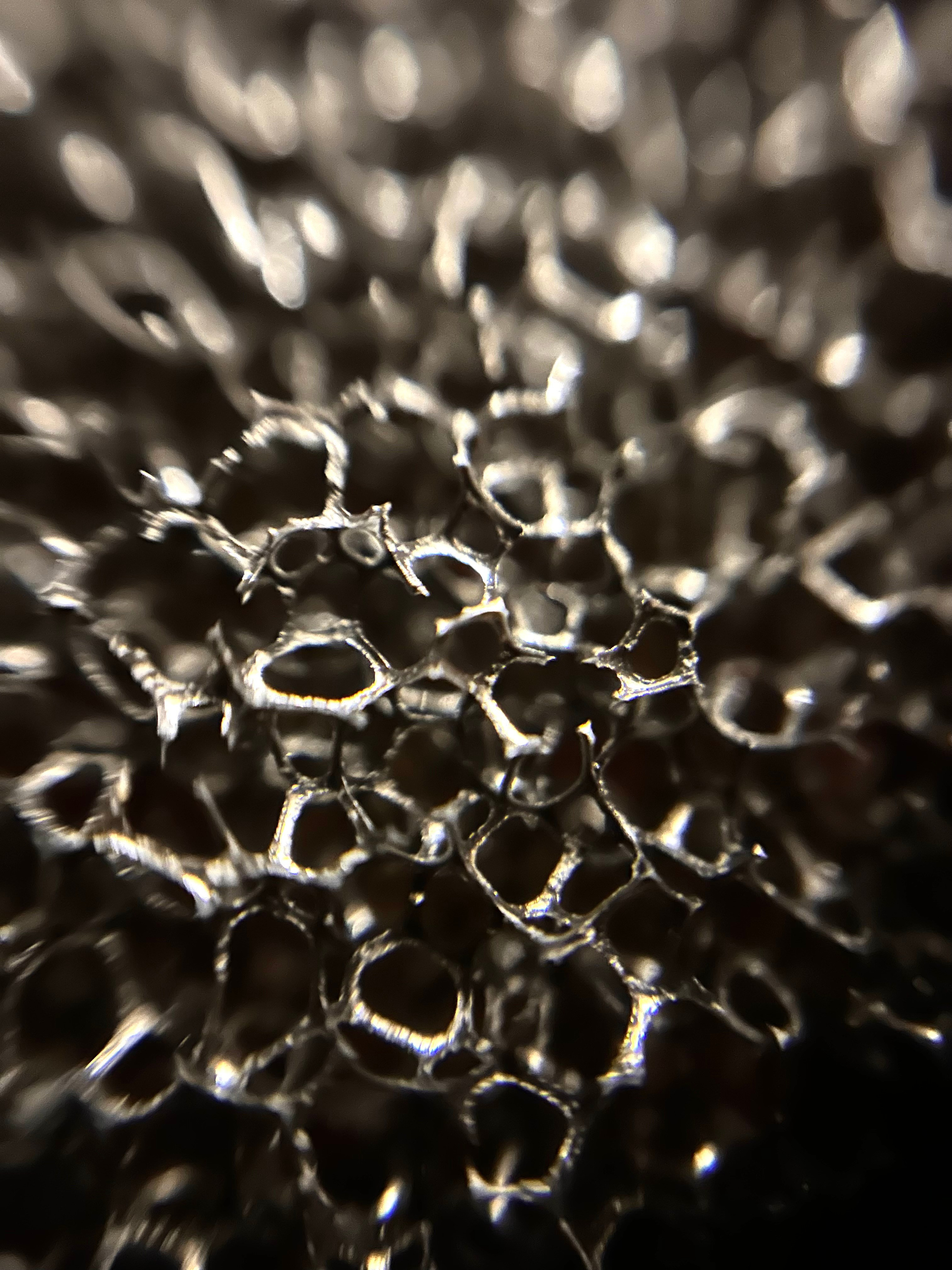 Макромир. Фотокружок «Видоискатель» ГБОУ СОШ № 291