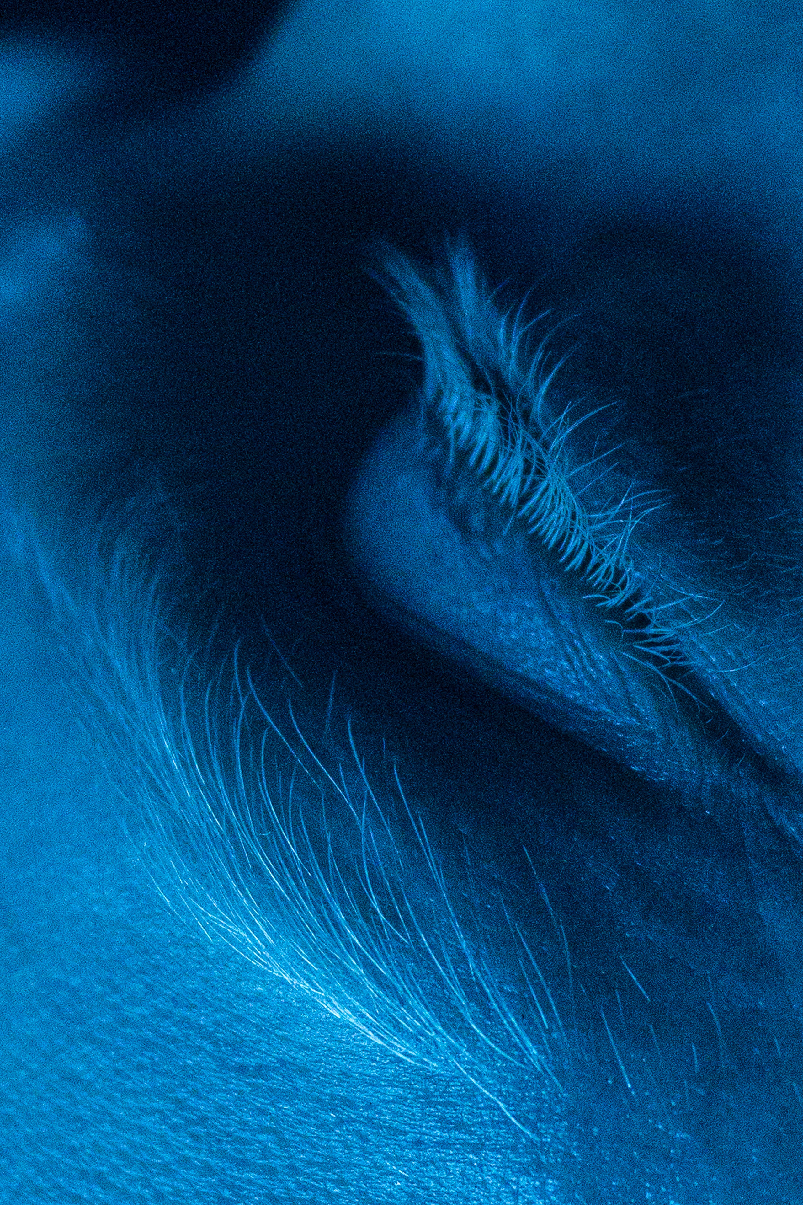 The Blue Hour's Whisper. 