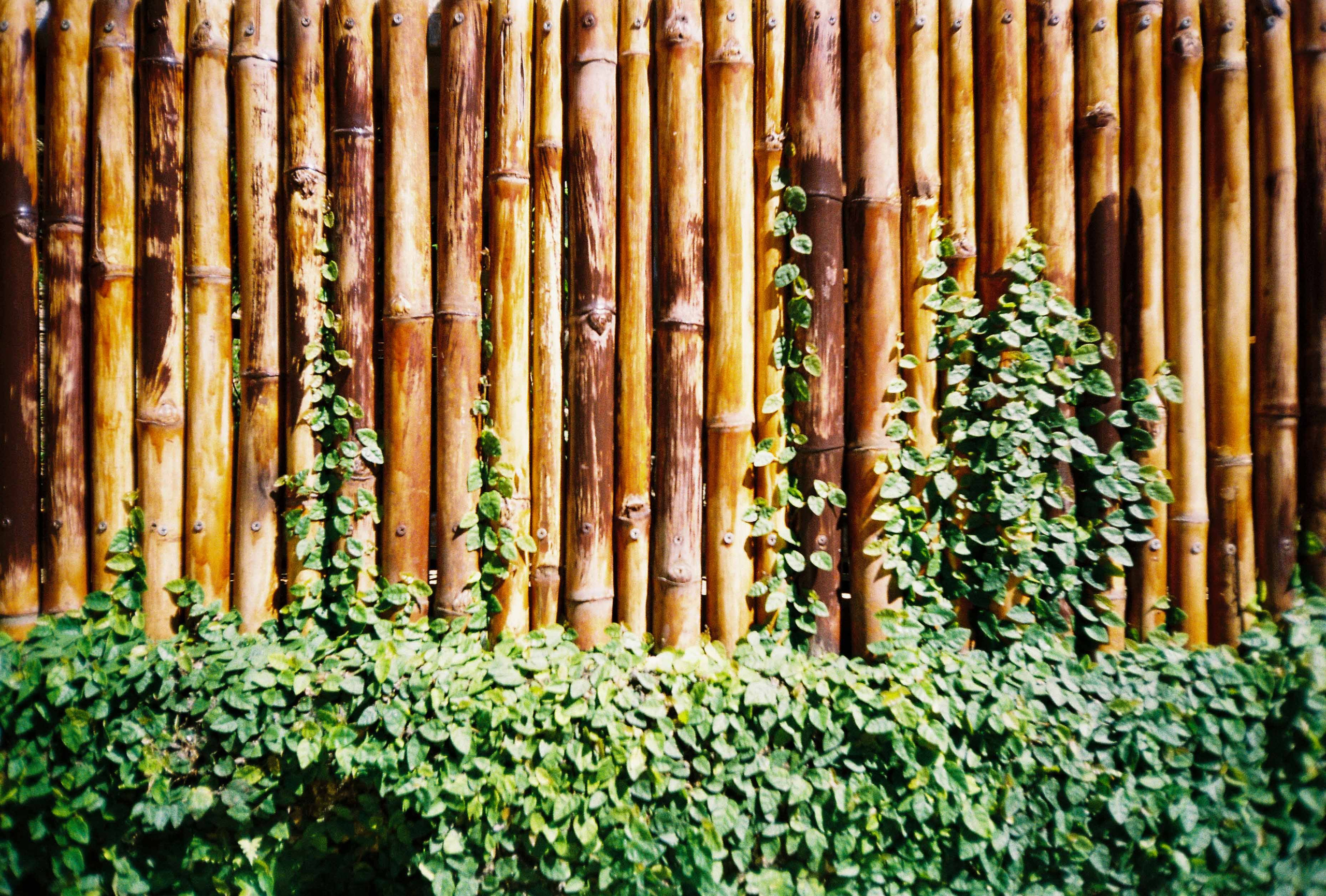 Dalat 2023. Film Photographer in Da Nang, Vietnam — Tanya Parfenteva