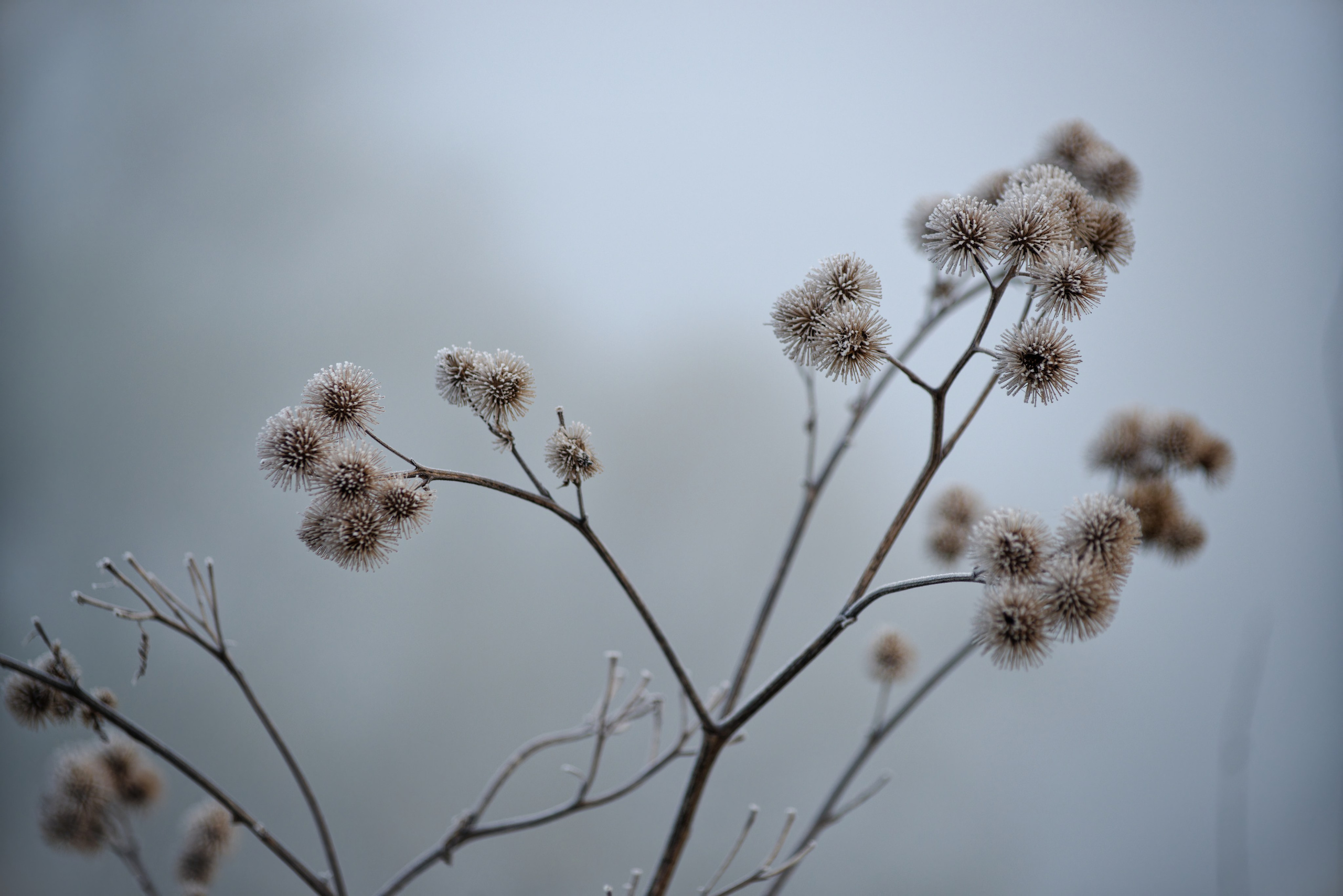 Репей в инее в тумане