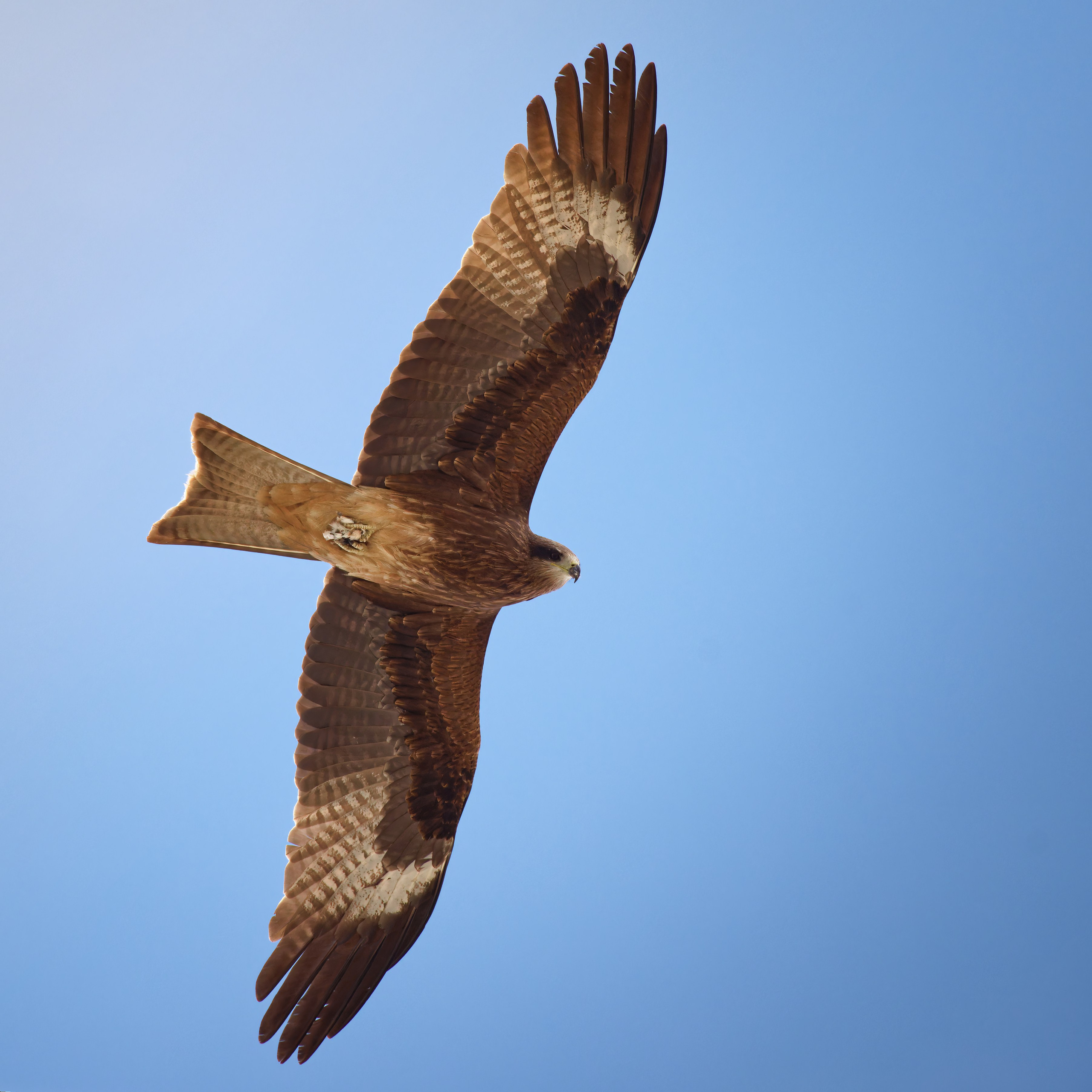 Экспедиция в Монголию (Гоби). Семоха Валерий. Фотограф