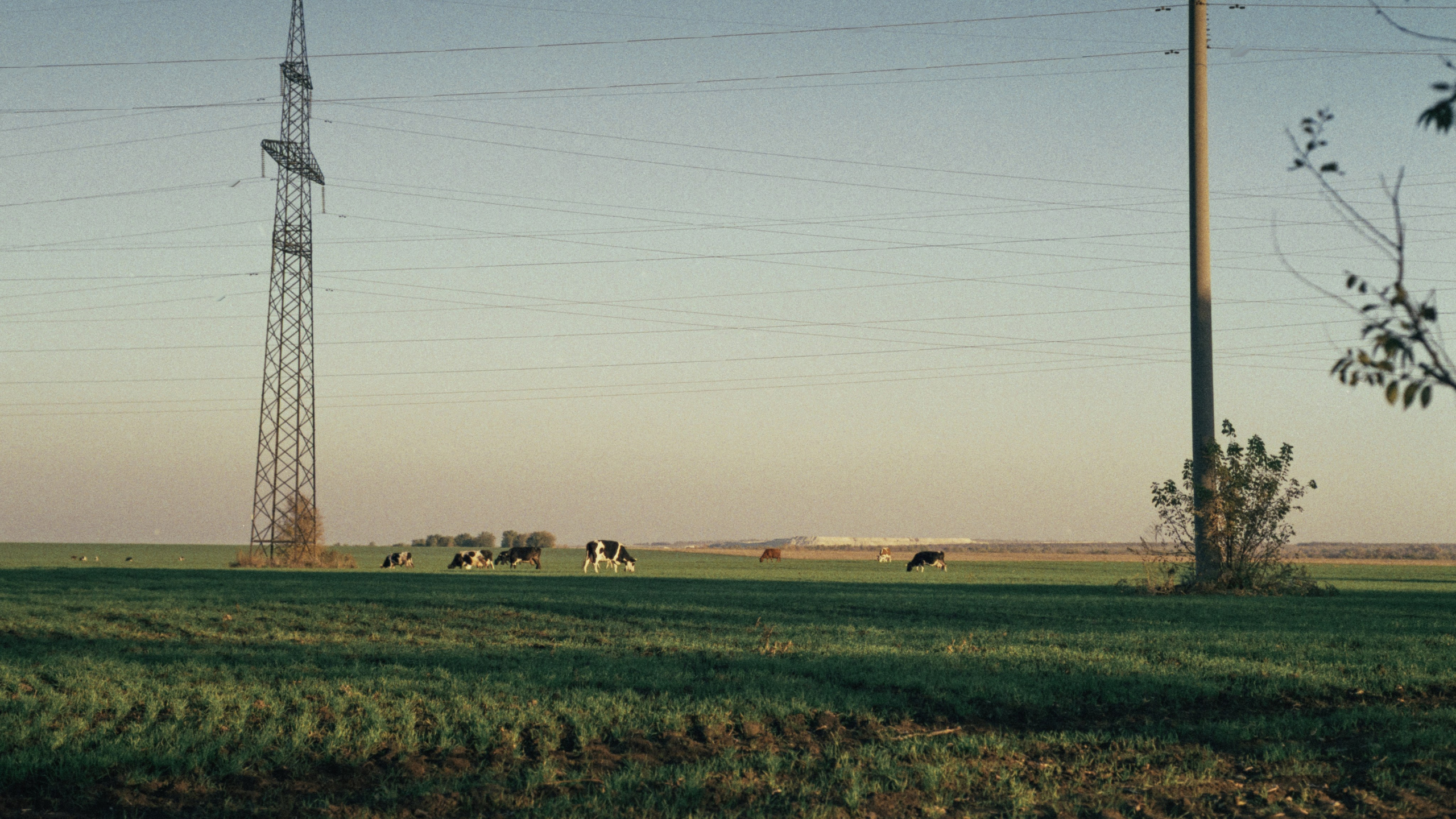 Пленочная история. Дмитрий Пропадалин, Нейрофотография