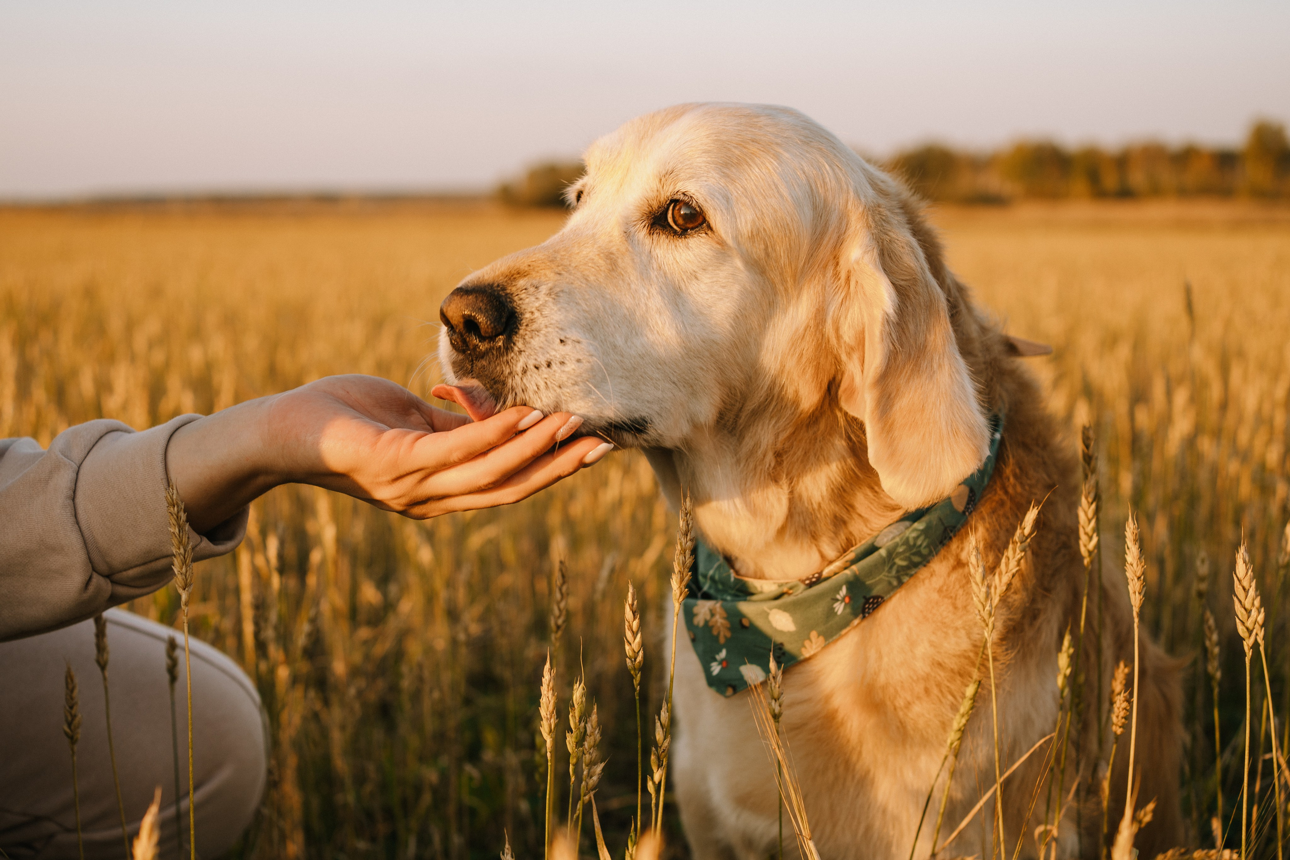 Дарья, Люба и Ред. Фотограф-анималист Анастасия Большакова