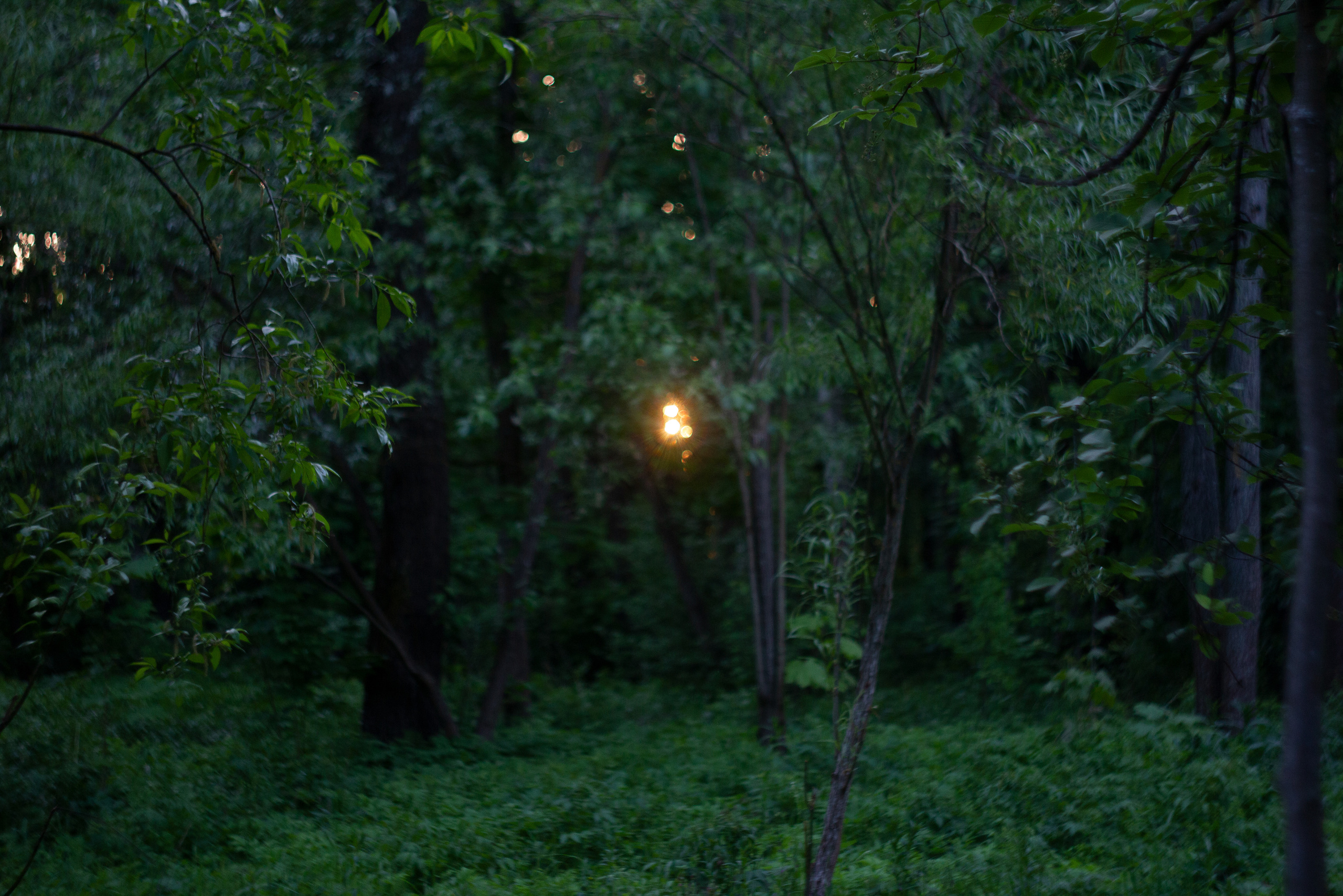 SILVER ELF. Фотограф Ася Волчик