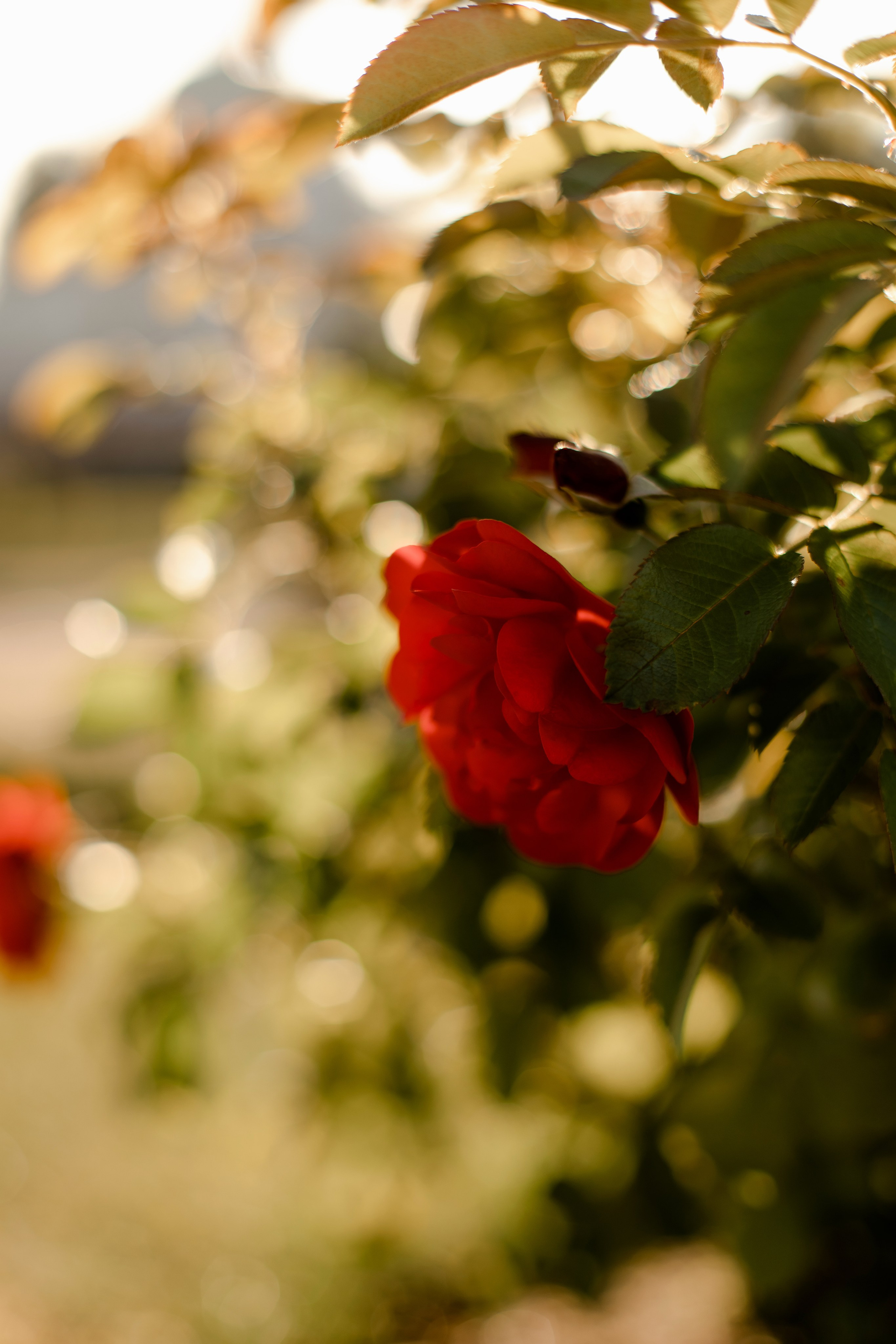 Свадебная прогулка в Ораниенбауме. Свадебный и портретный фотограф в Миассе Филиппенко Дарья