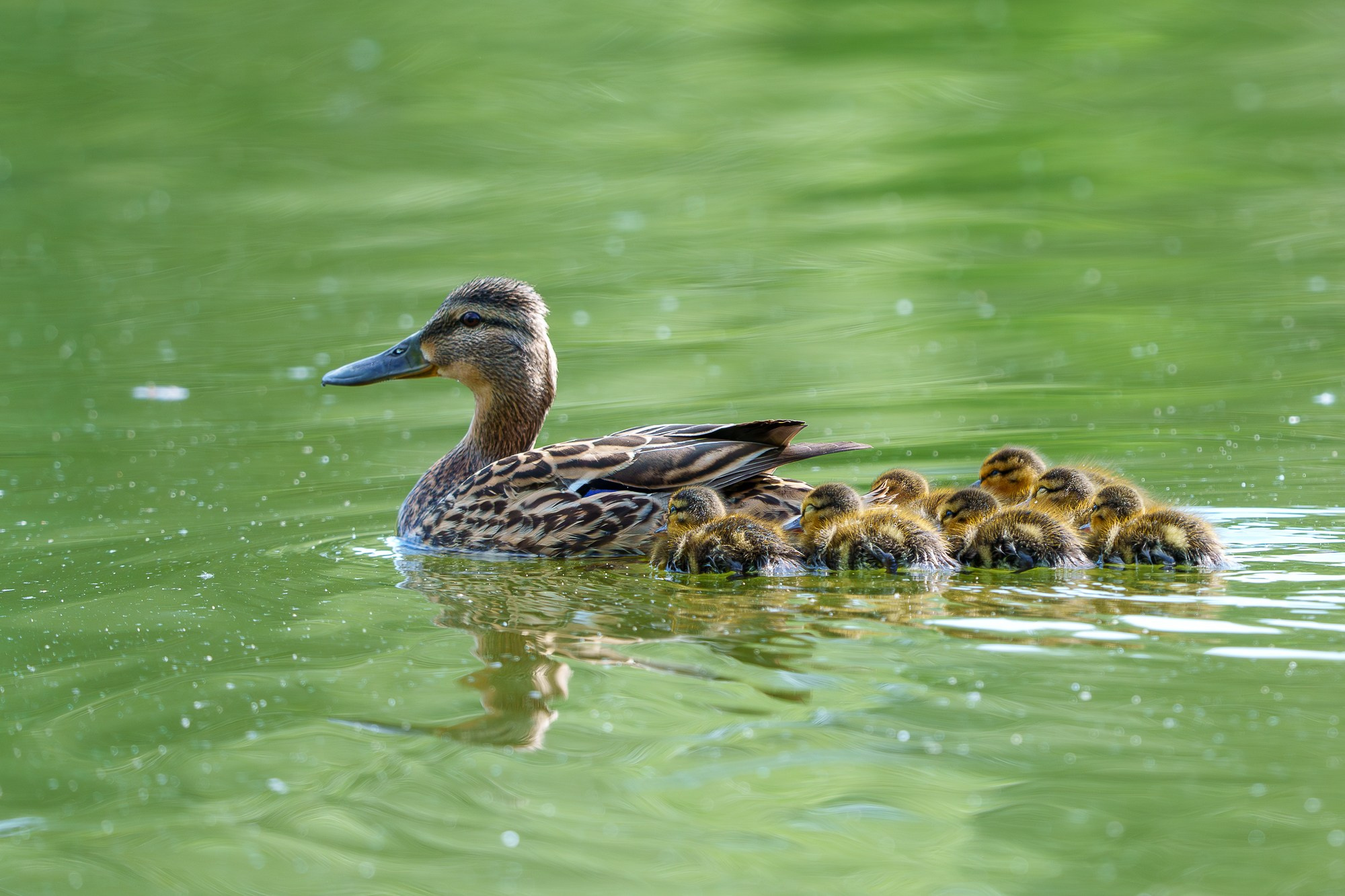 Удивительные мир птиц. Вокруг нас столько прекрасного — присмотритесь!. Ваш личный фотограф Марина Волкова