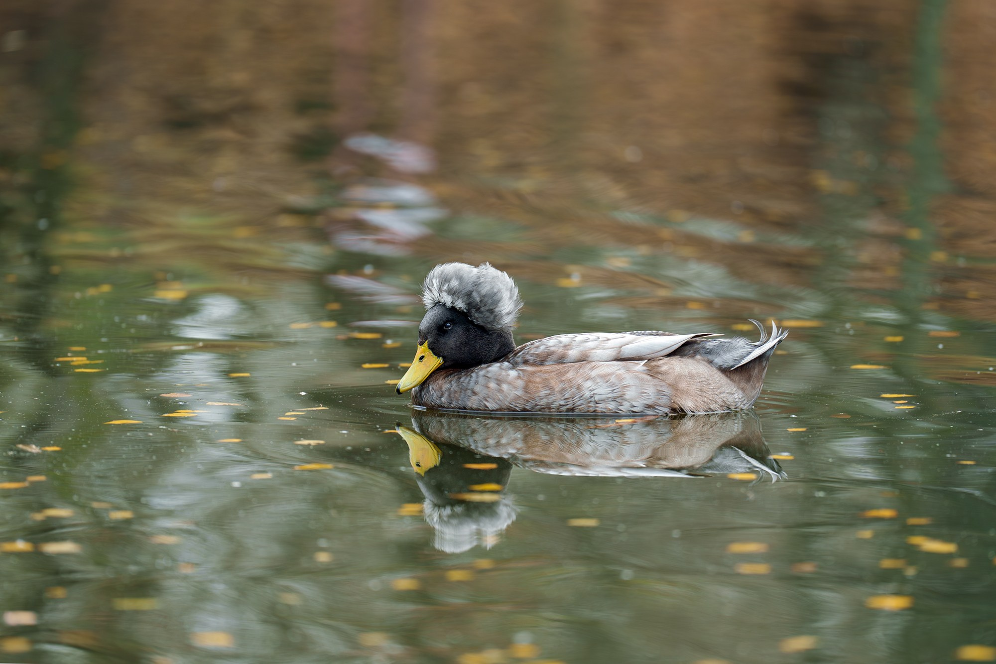 Удивительные мир птиц. Вокруг нас столько прекрасного — присмотритесь!. Ваш личный фотограф Марина Волкова