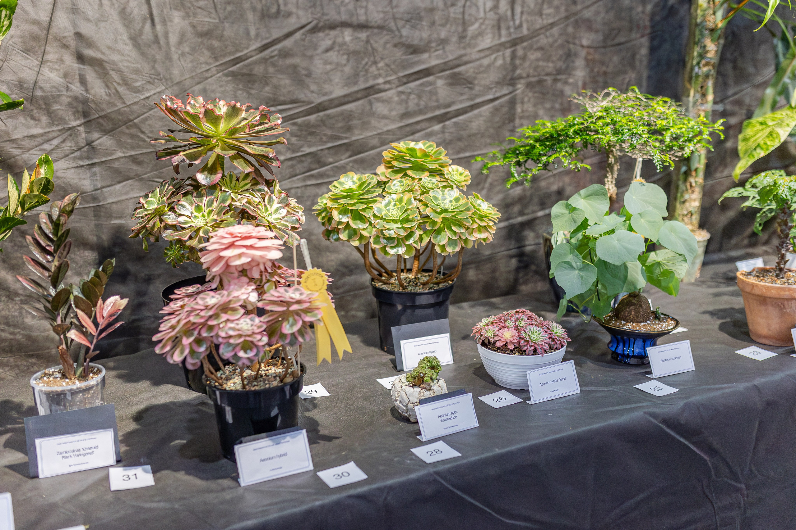 Монстериум апрель 2026. Александра Куликова фотограф, Москва