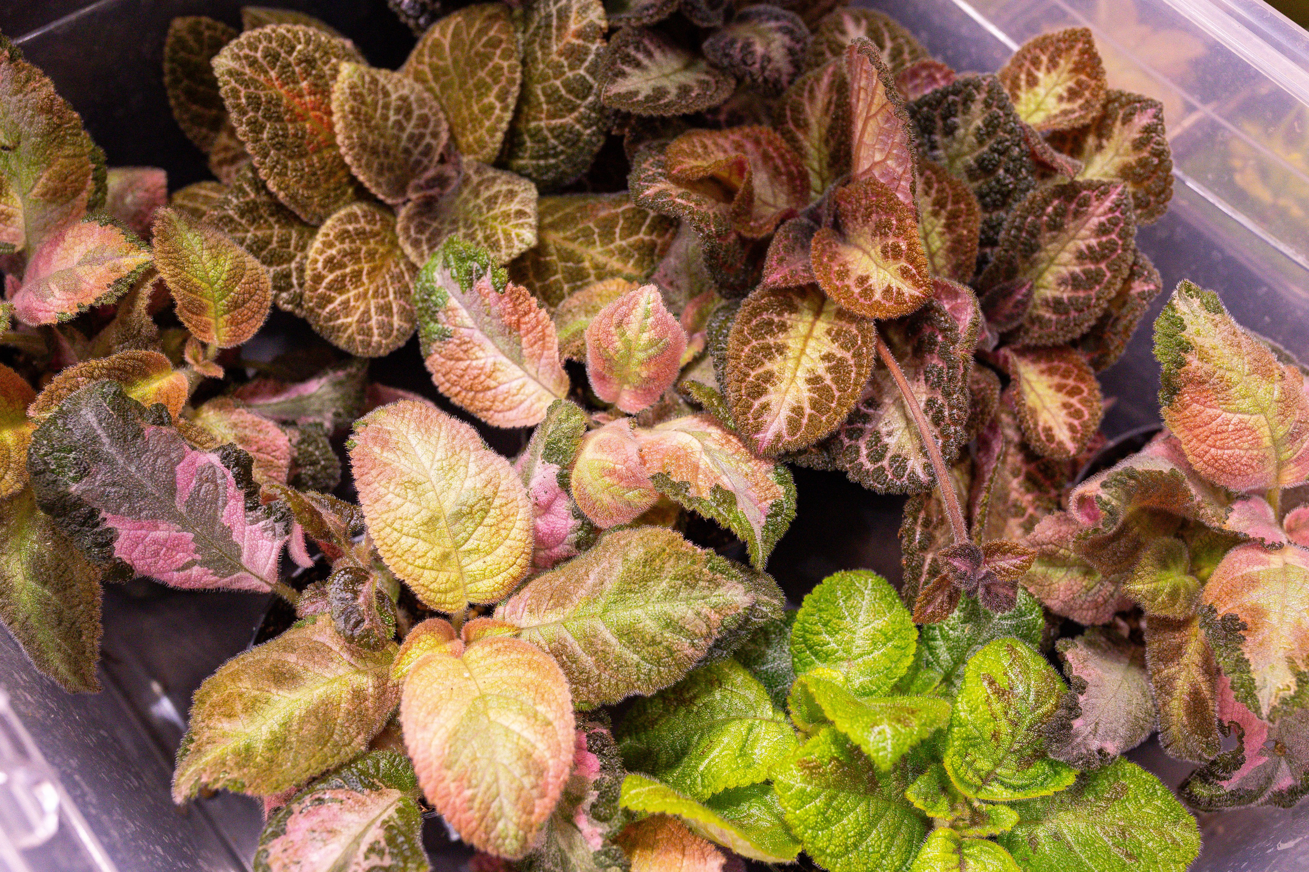 Монстериум 11–12 октября. Александра Куликова фотограф, Москва