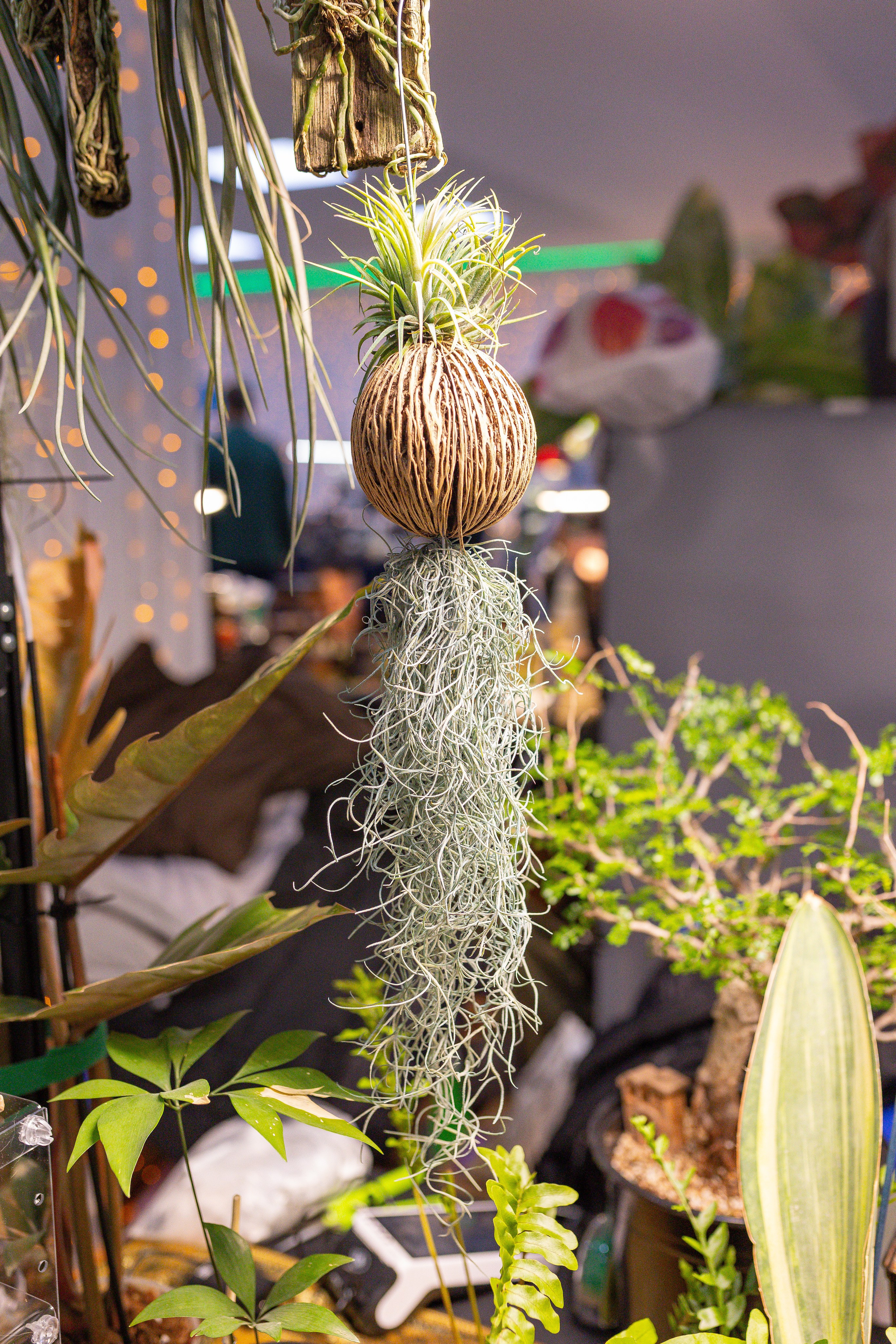 Орхидиум 12.2025. Александра Куликова фотограф, Москва