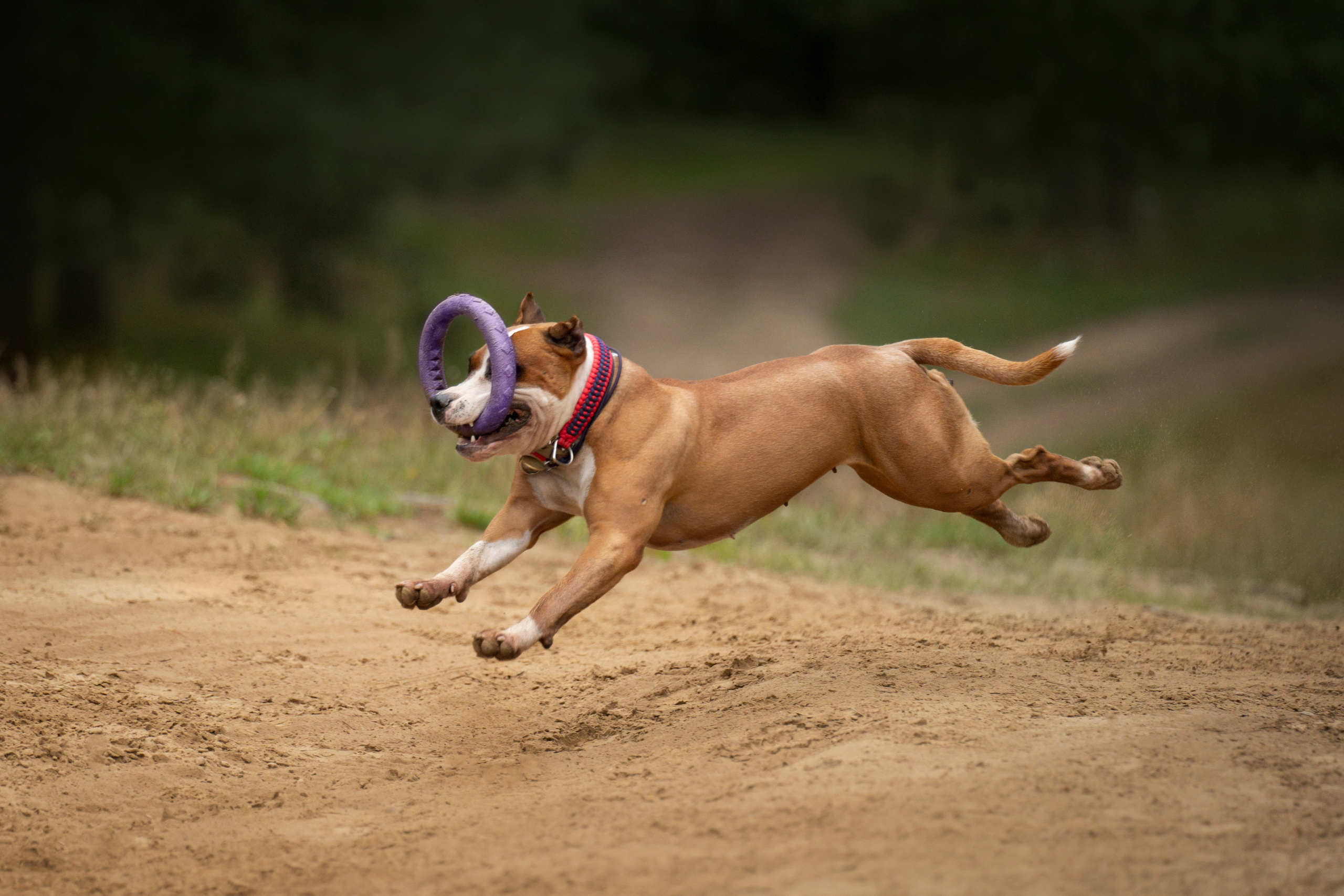 Катя, Антон, Марс и Юта. Фотограф анималист