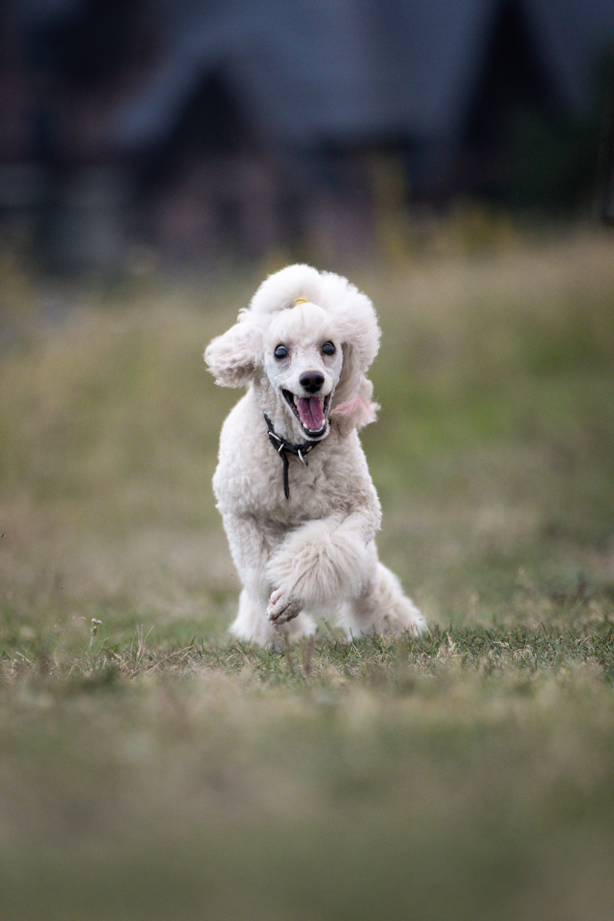 Кудрявая семья. Фотограф анималист