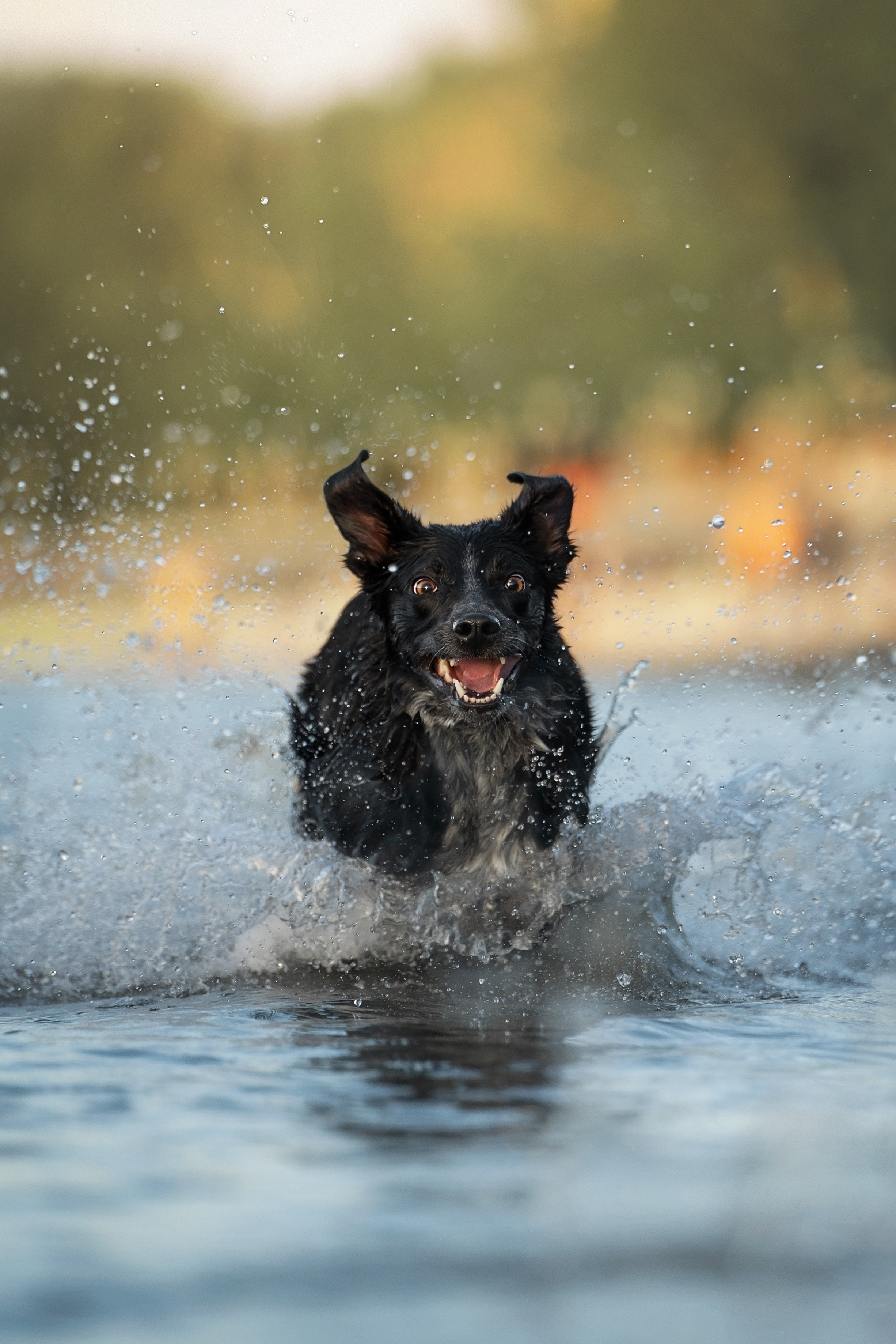 Фотограф анималист