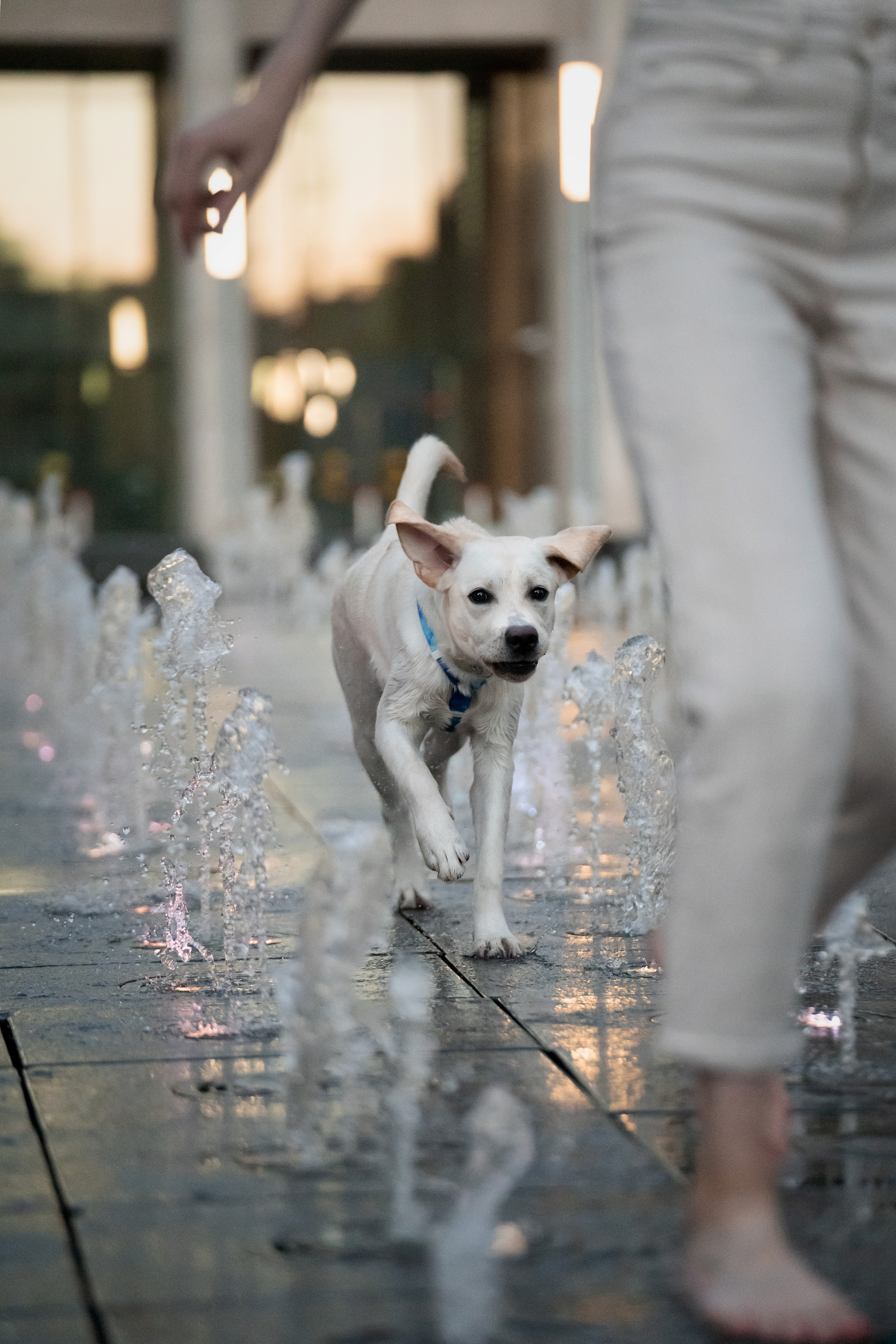 Наташа и Чарли. Фотограф анималист