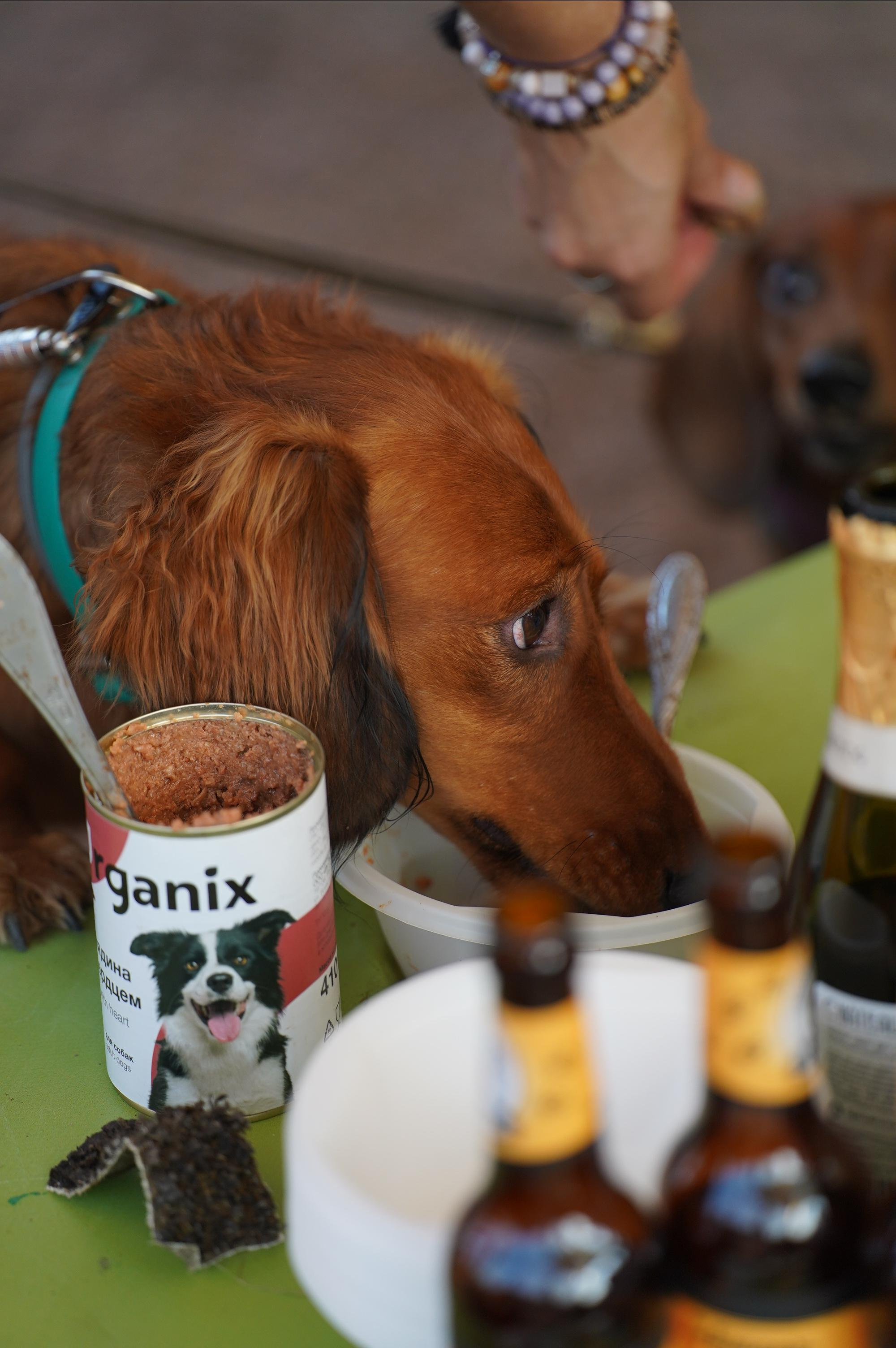 Петшопдей. Фотограф анималист