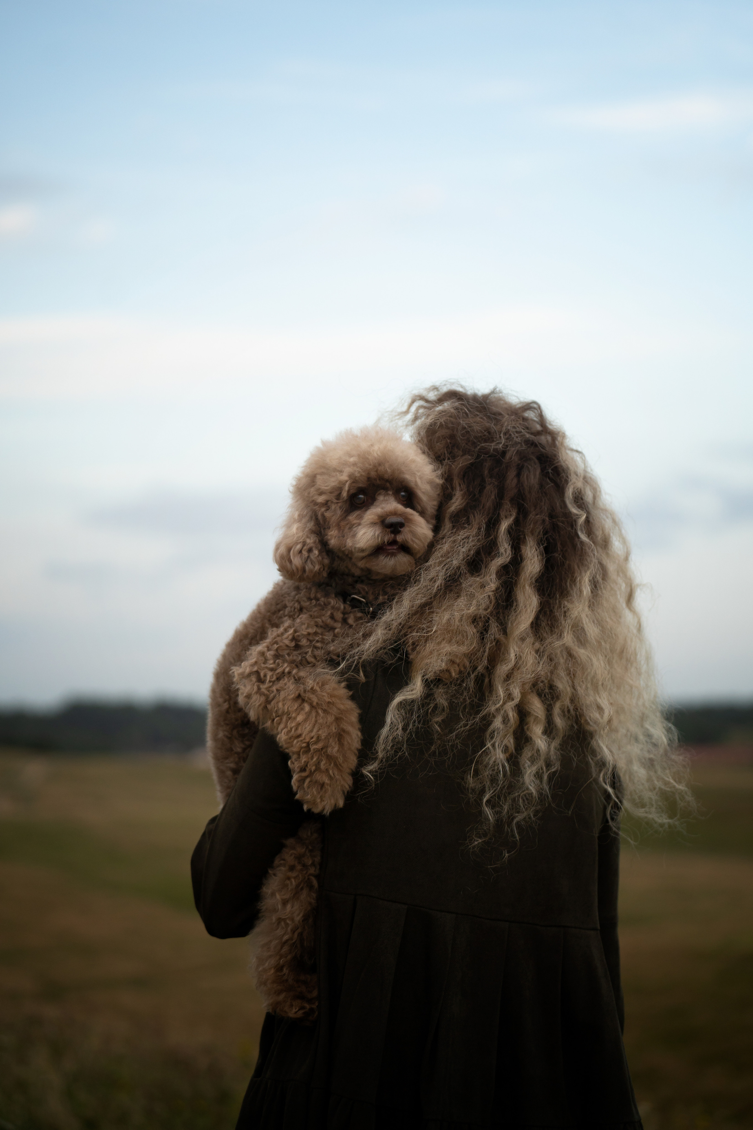 Кудрявая семья. Фотограф анималист