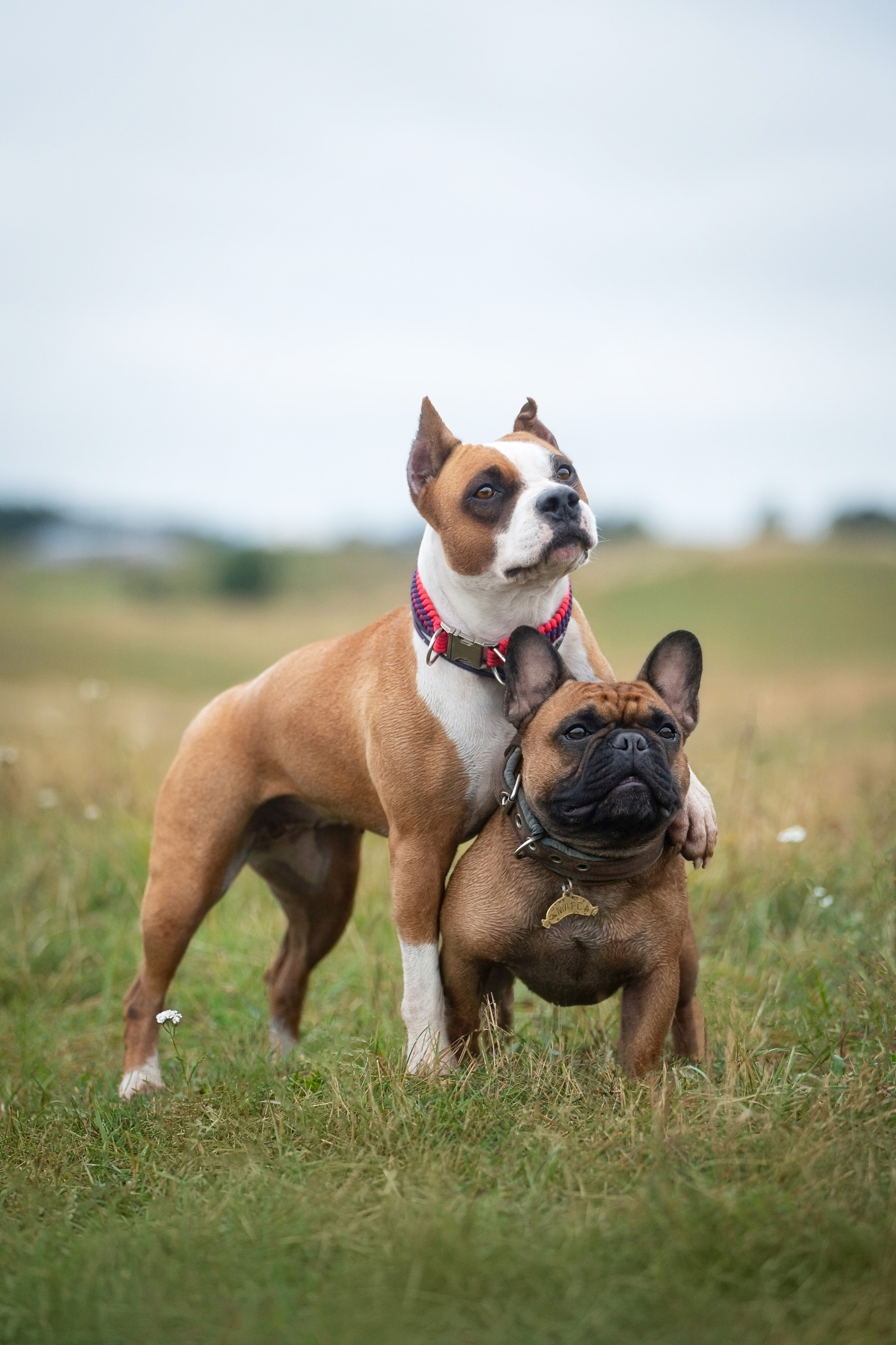 Катя, Антон, Марс и Юта. Фотограф анималист
