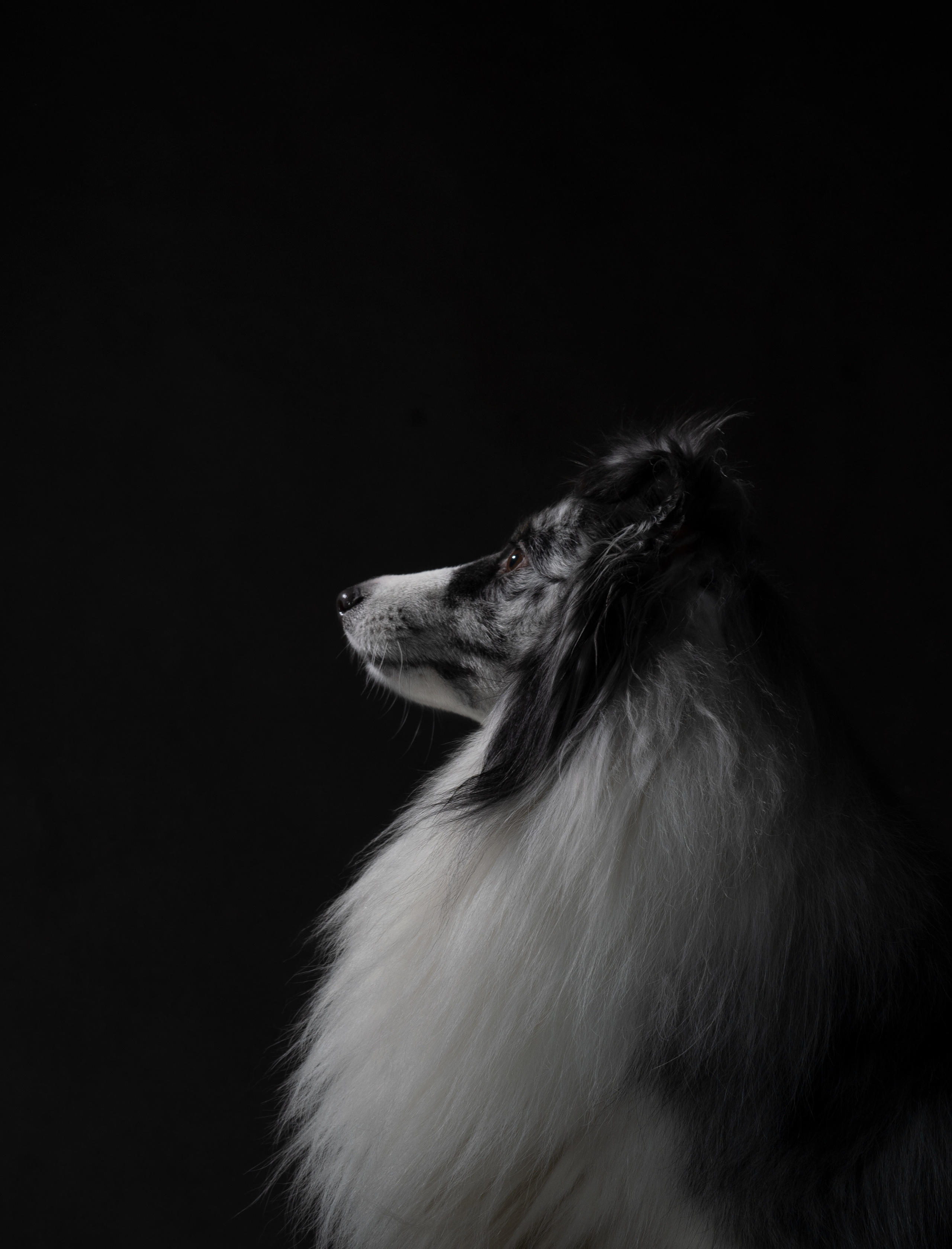 В студии. Фотограф анималист