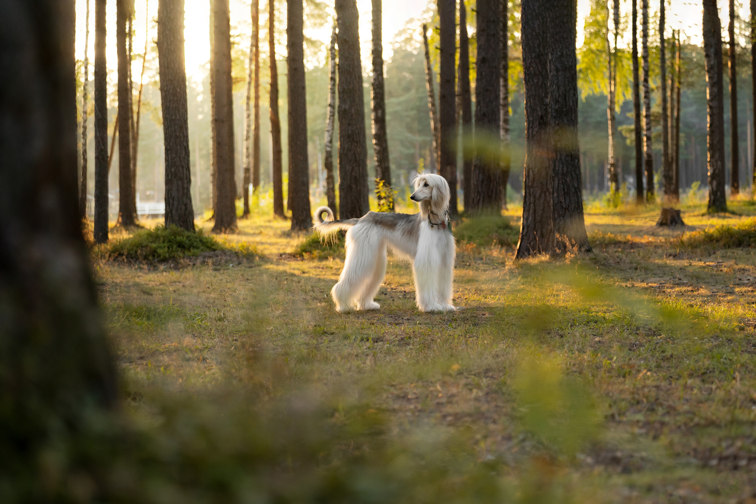 Путь к лесу. Фотограф анималист