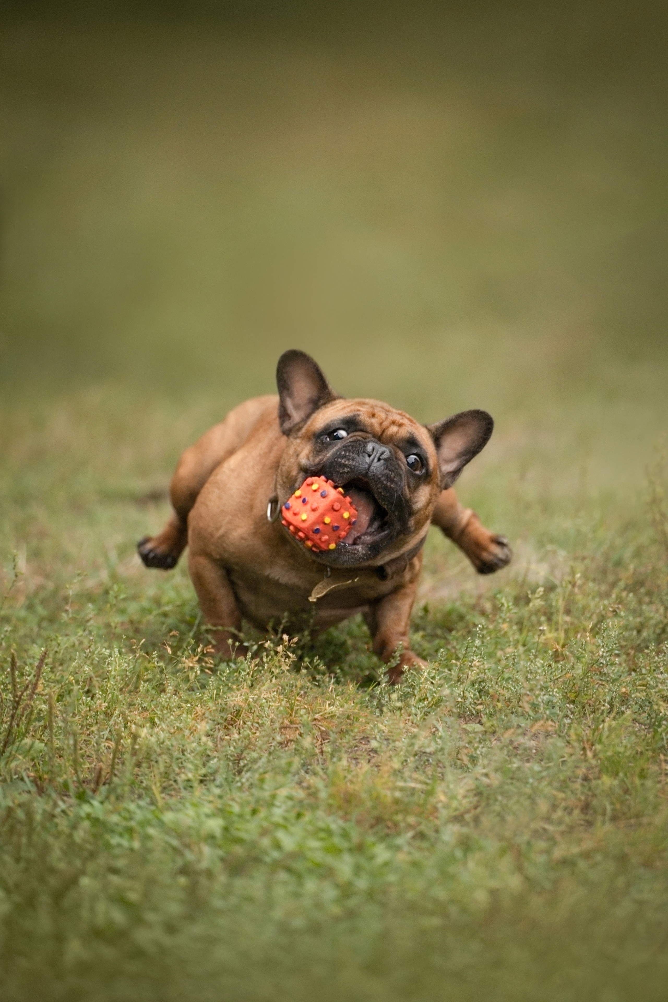 Катя, Антон, Марс и Юта. Фотограф анималист