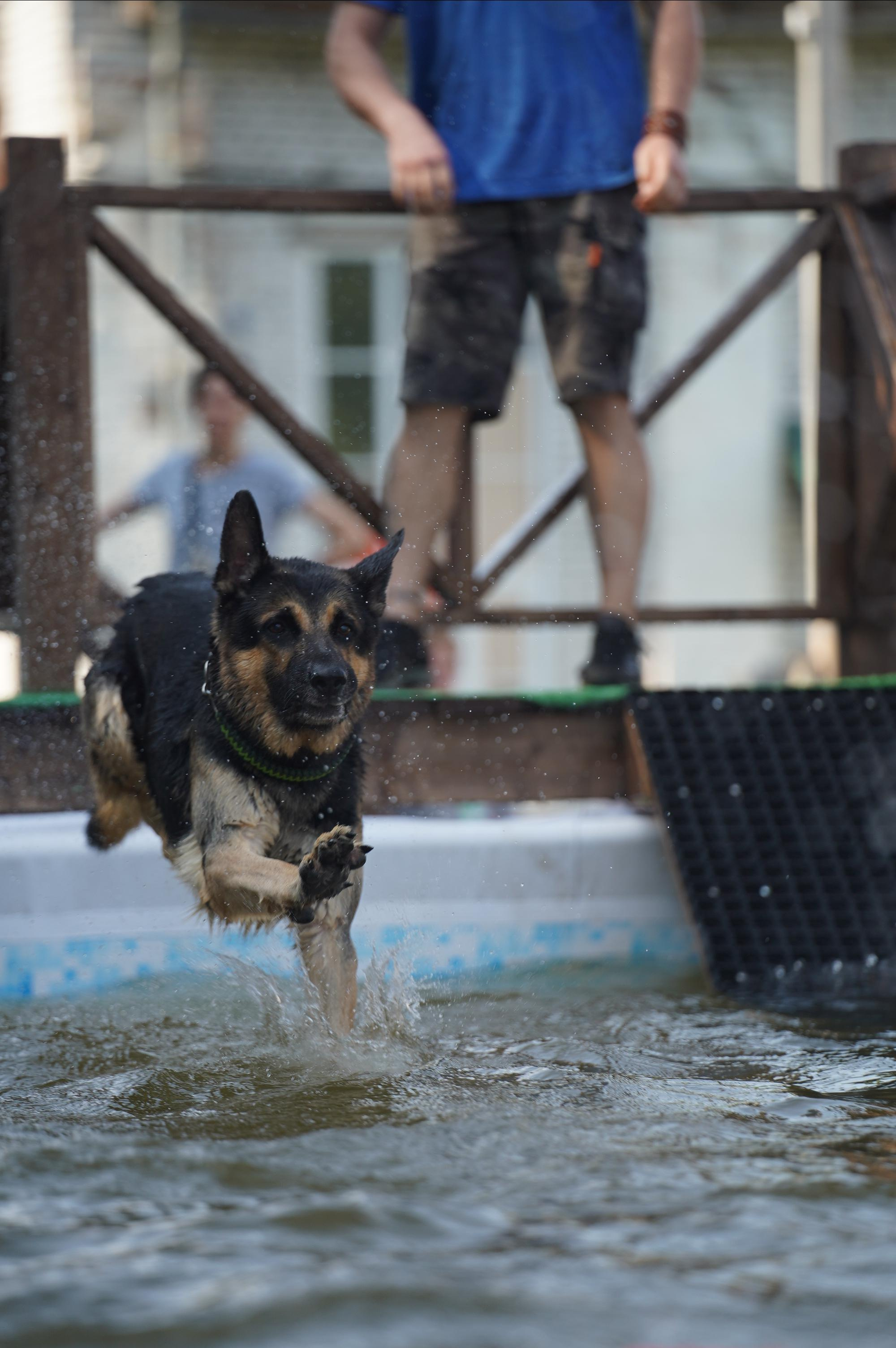 Петшопдей. Фотограф анималист