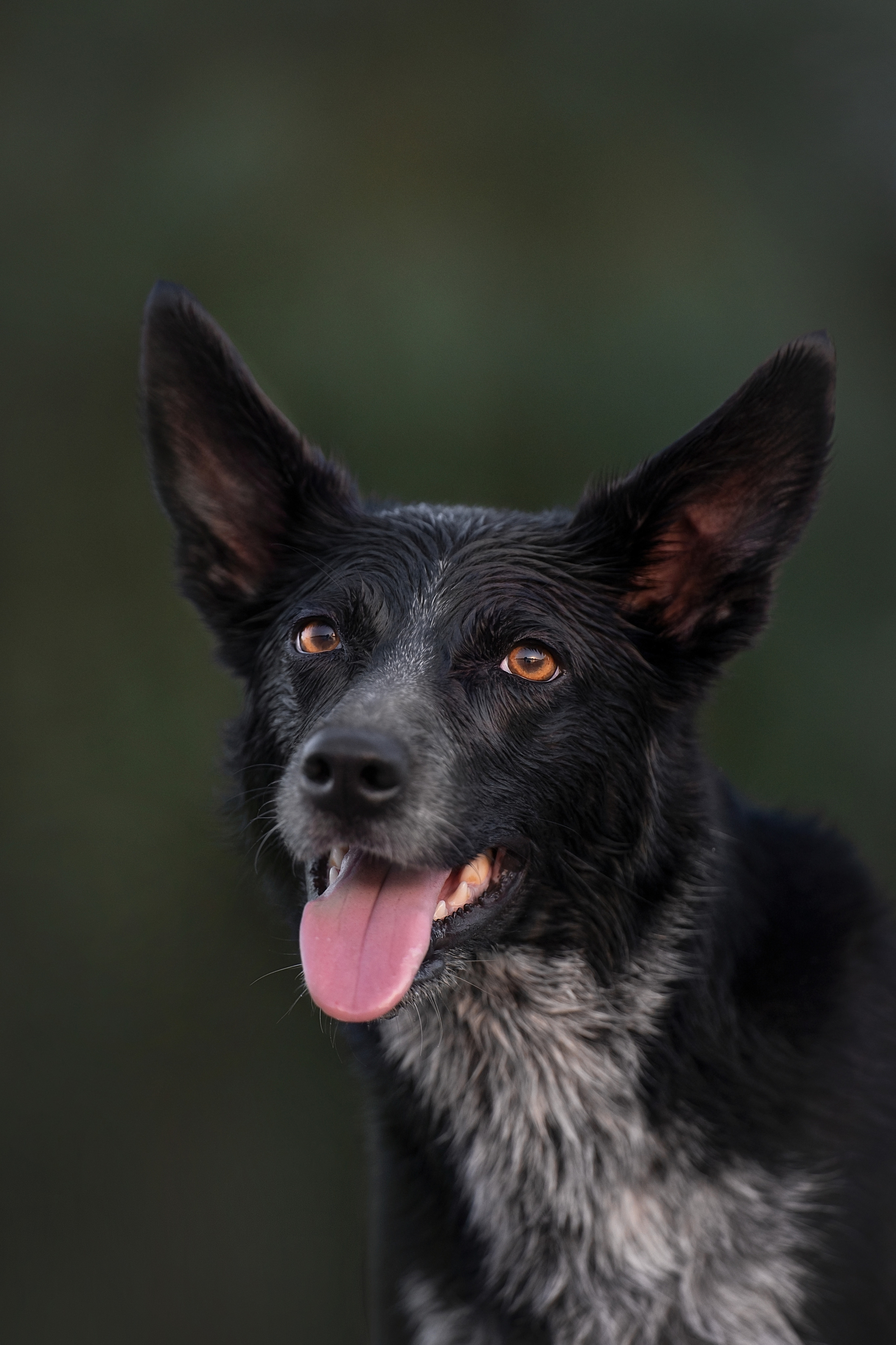 Йота. Фотограф анималист