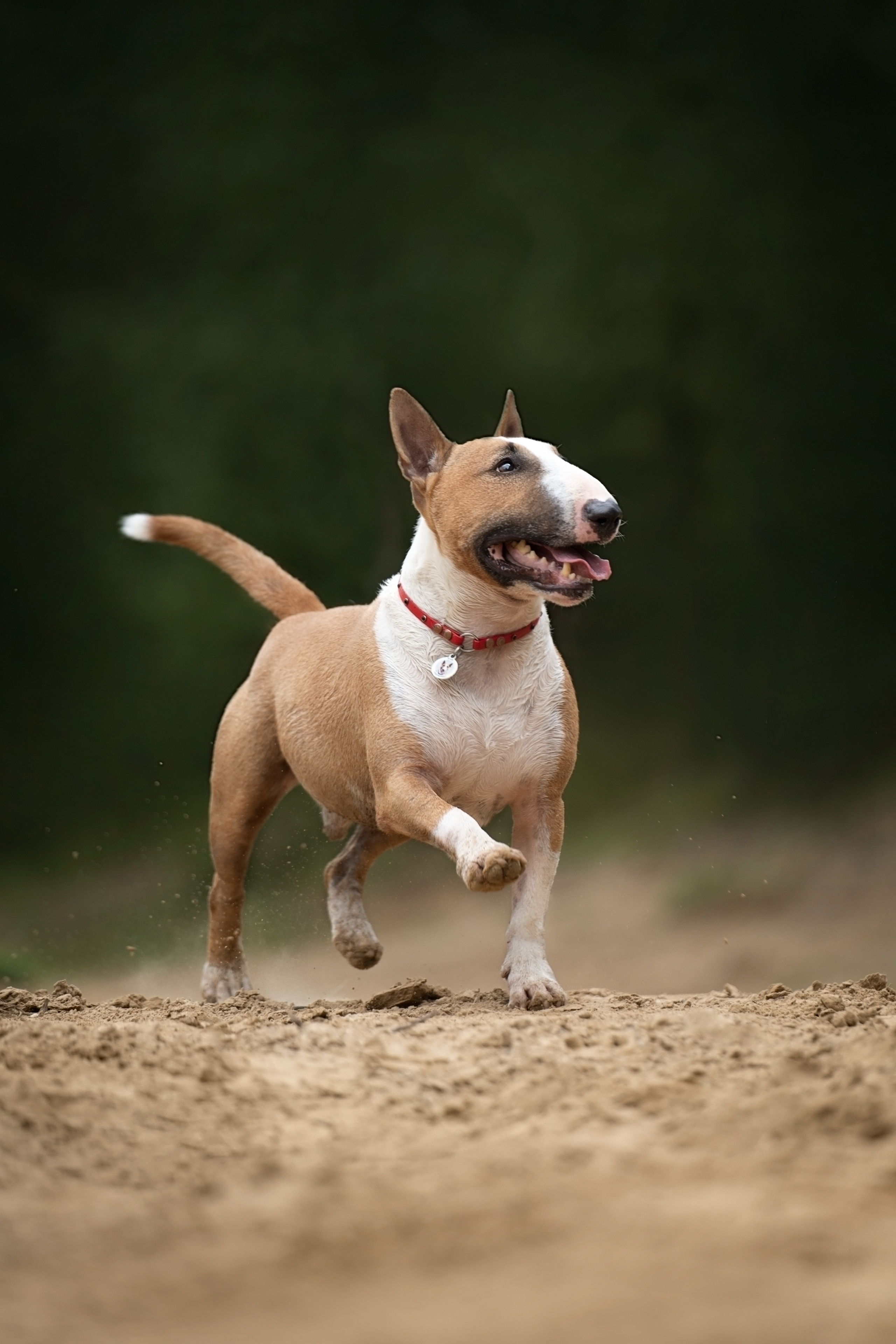 Яна и Юни. Фотограф анималист