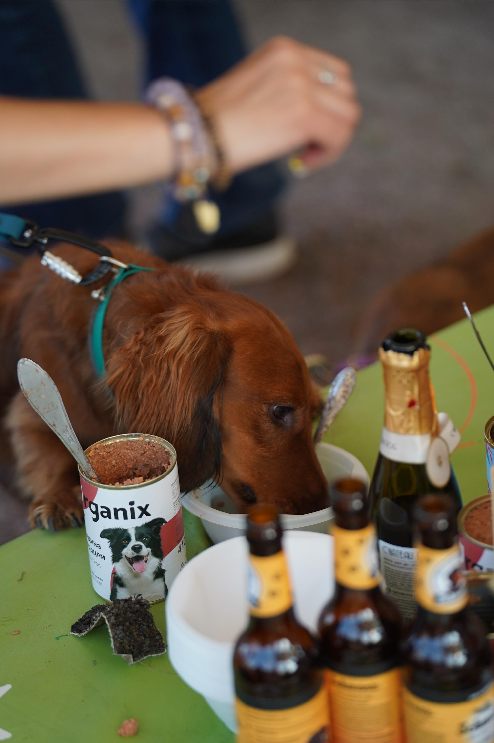 Петшопдей. Фотограф анималист