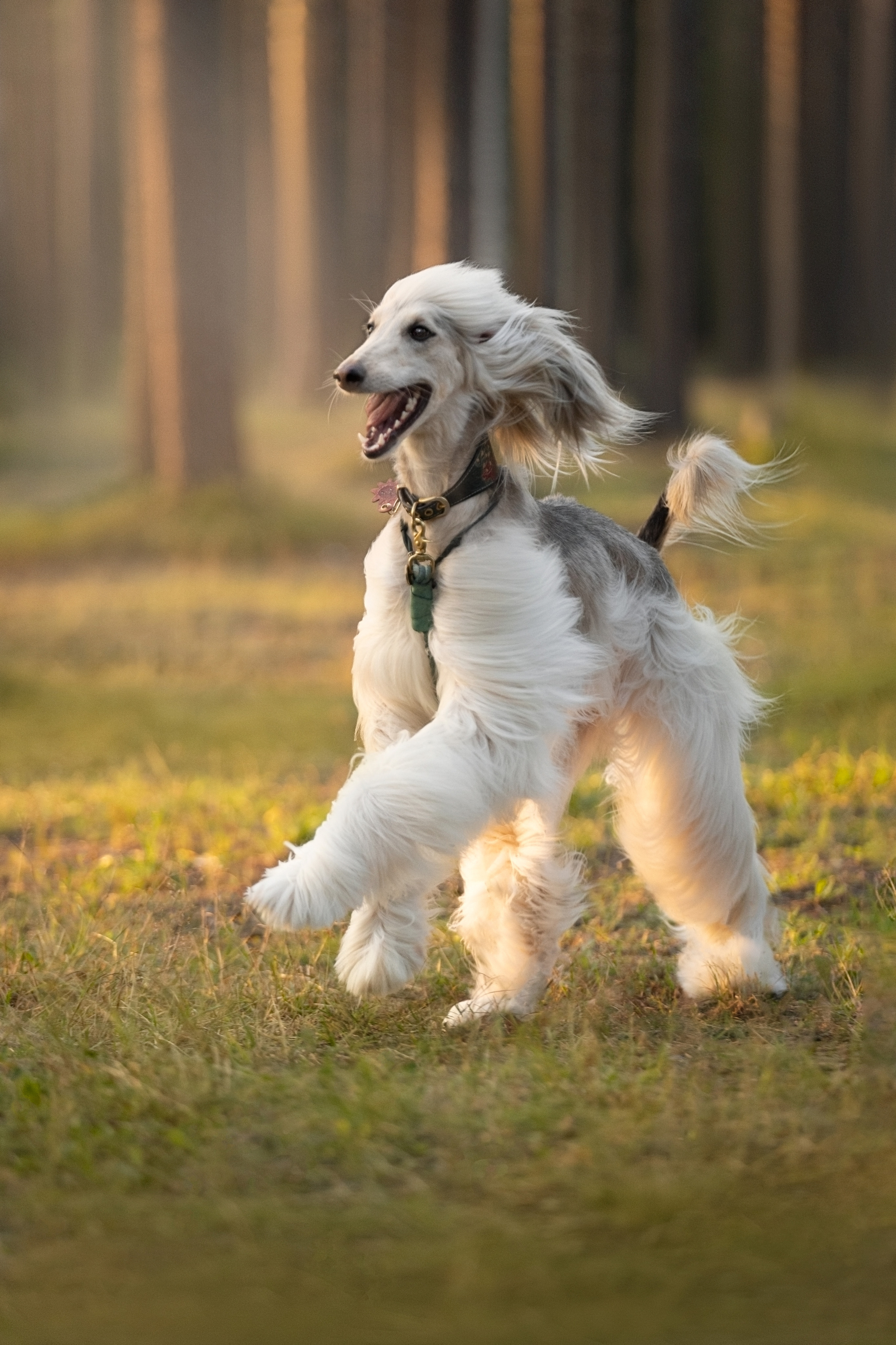 Путь к лесу. Фотограф анималист