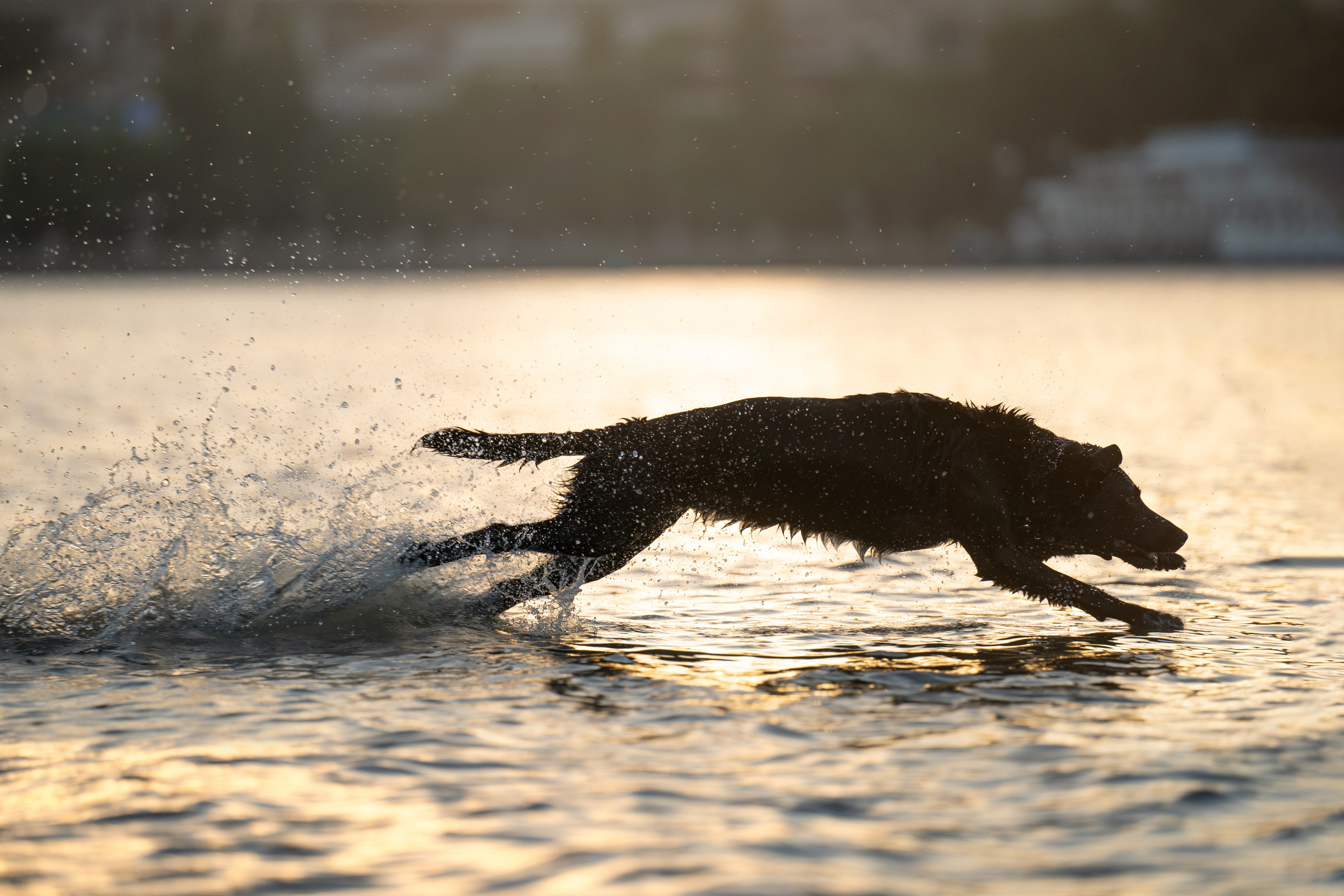Йота. Фотограф анималист