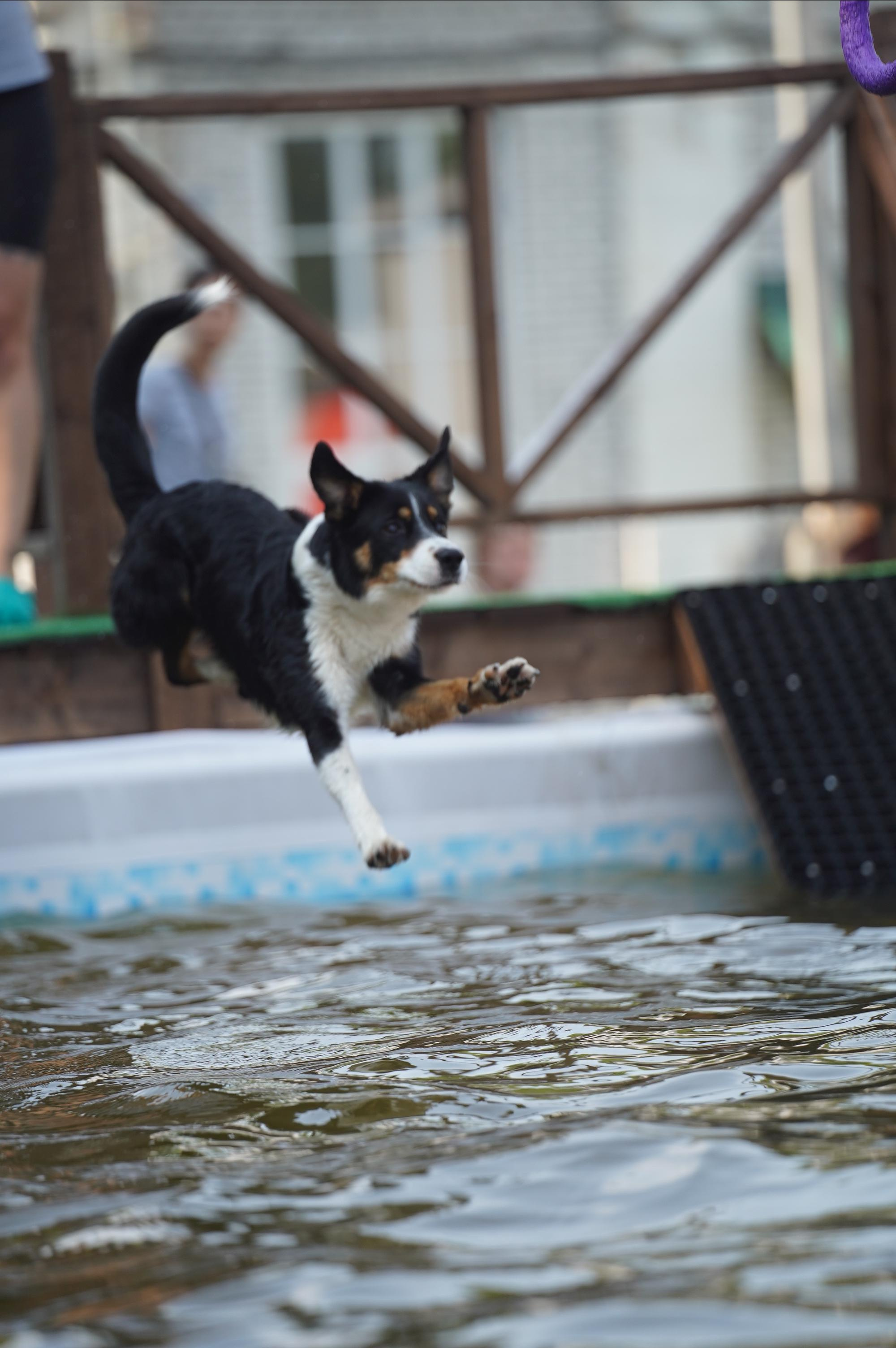 Петшопдей. Фотограф анималист