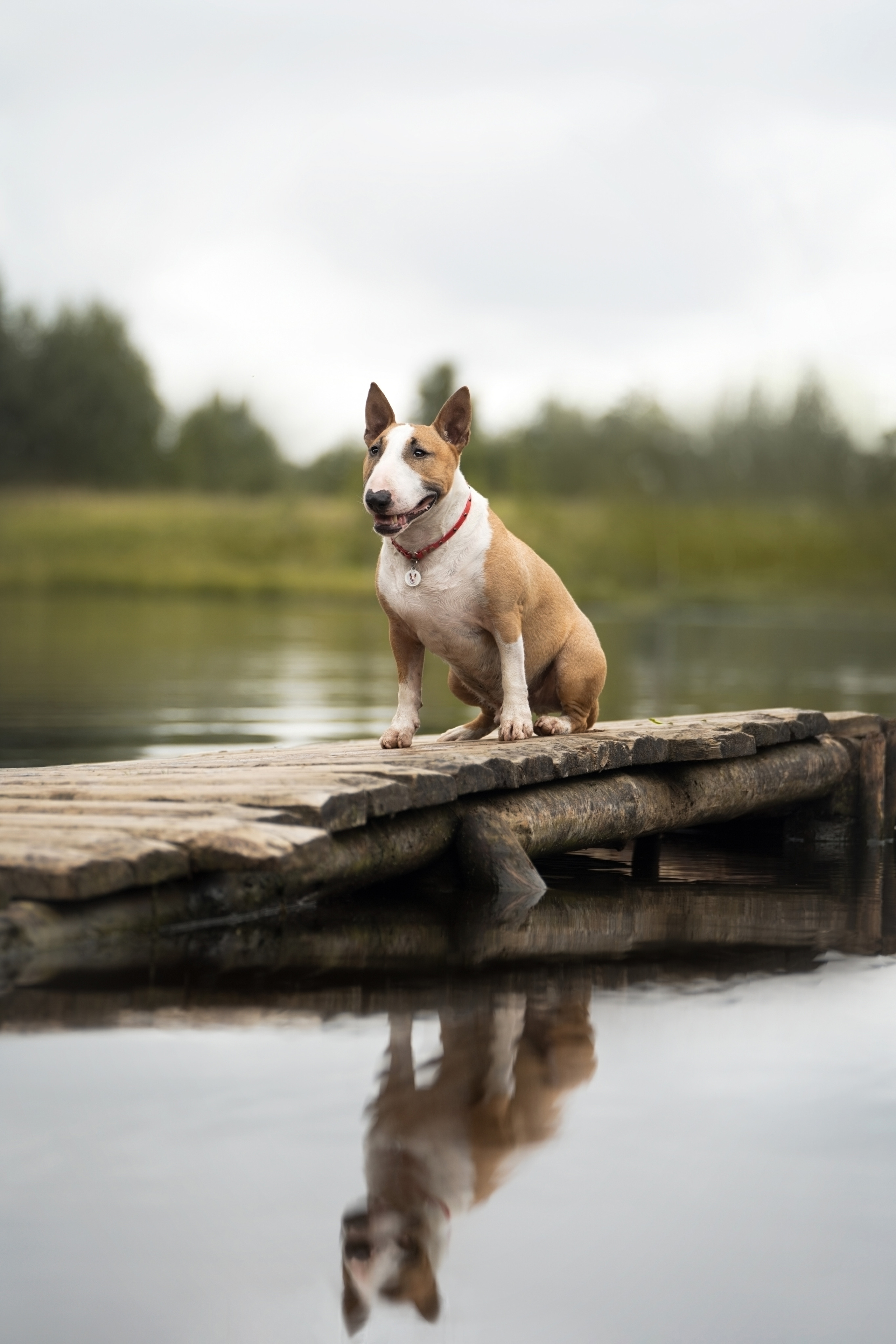 Яна и Юни. Фотограф анималист