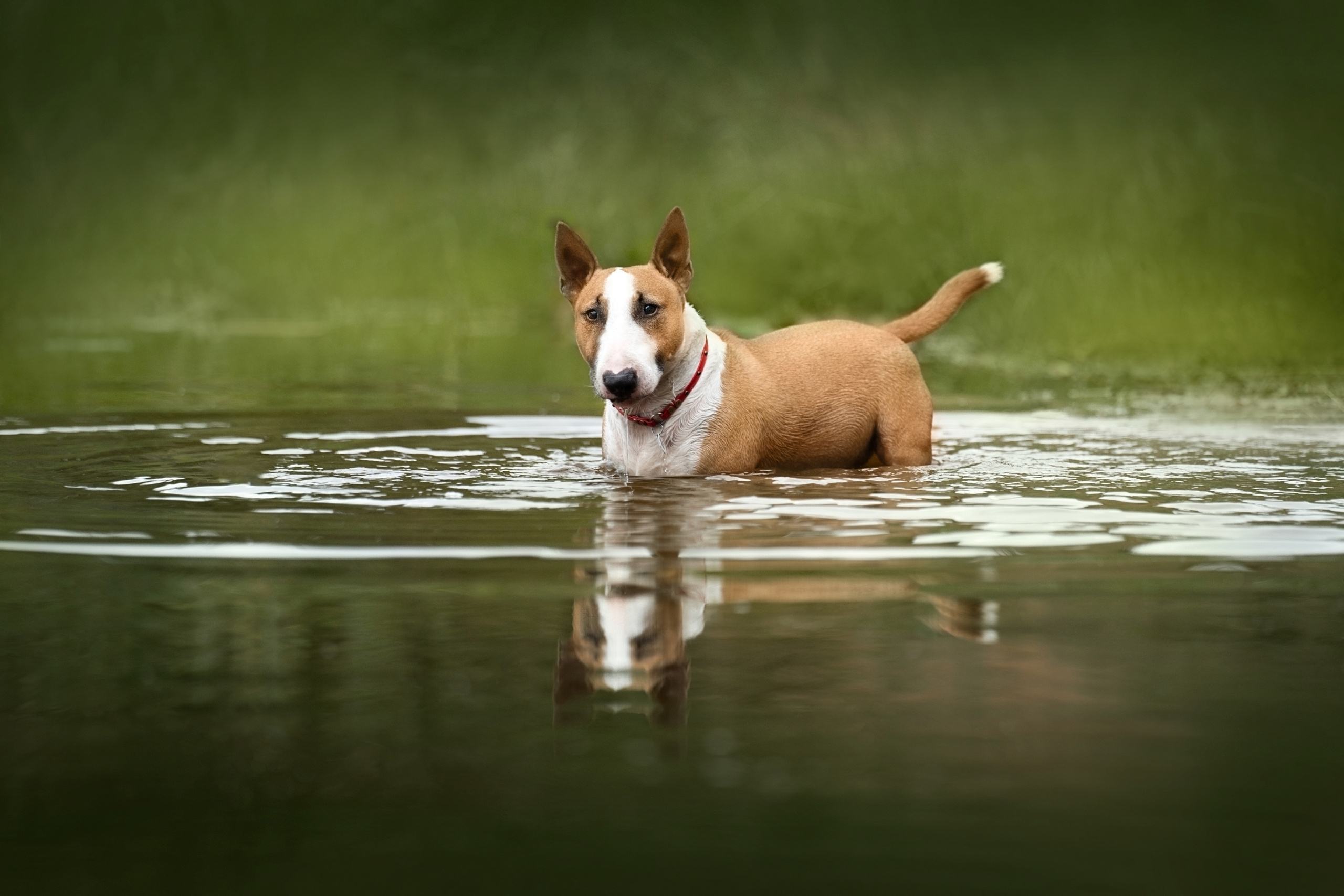 Яна и Юни. Фотограф анималист