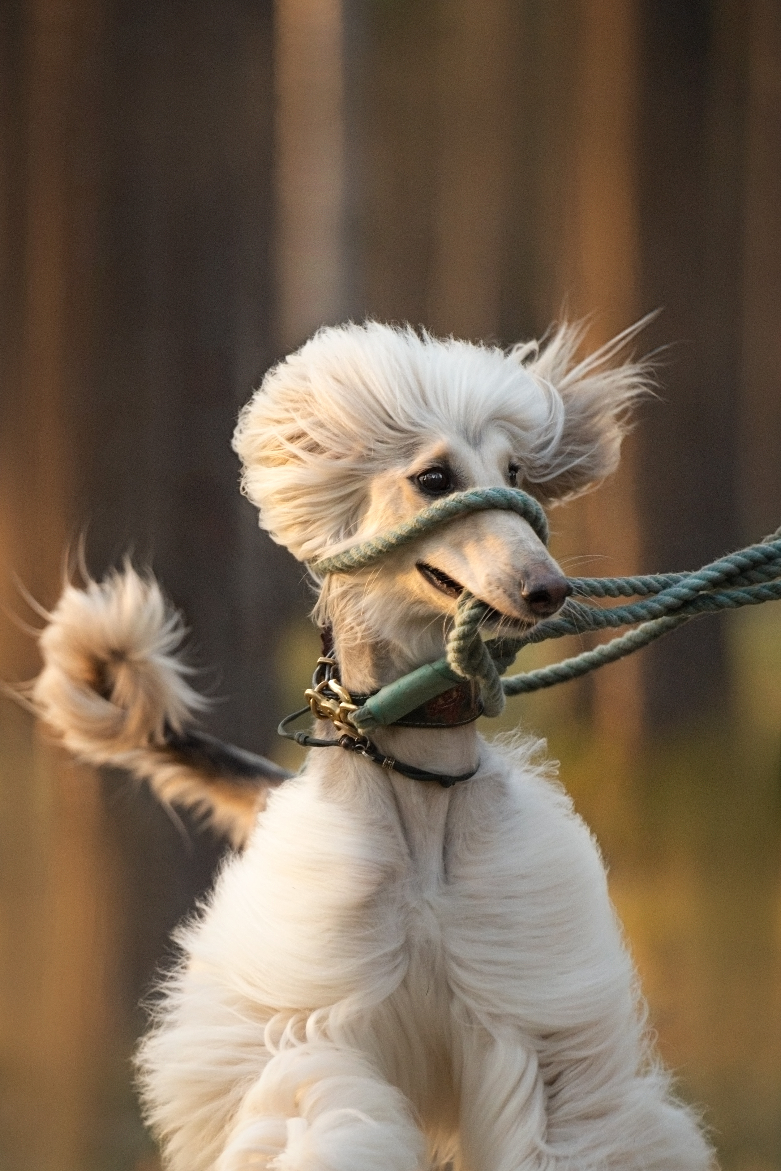 Путь к лесу. Фотограф анималист