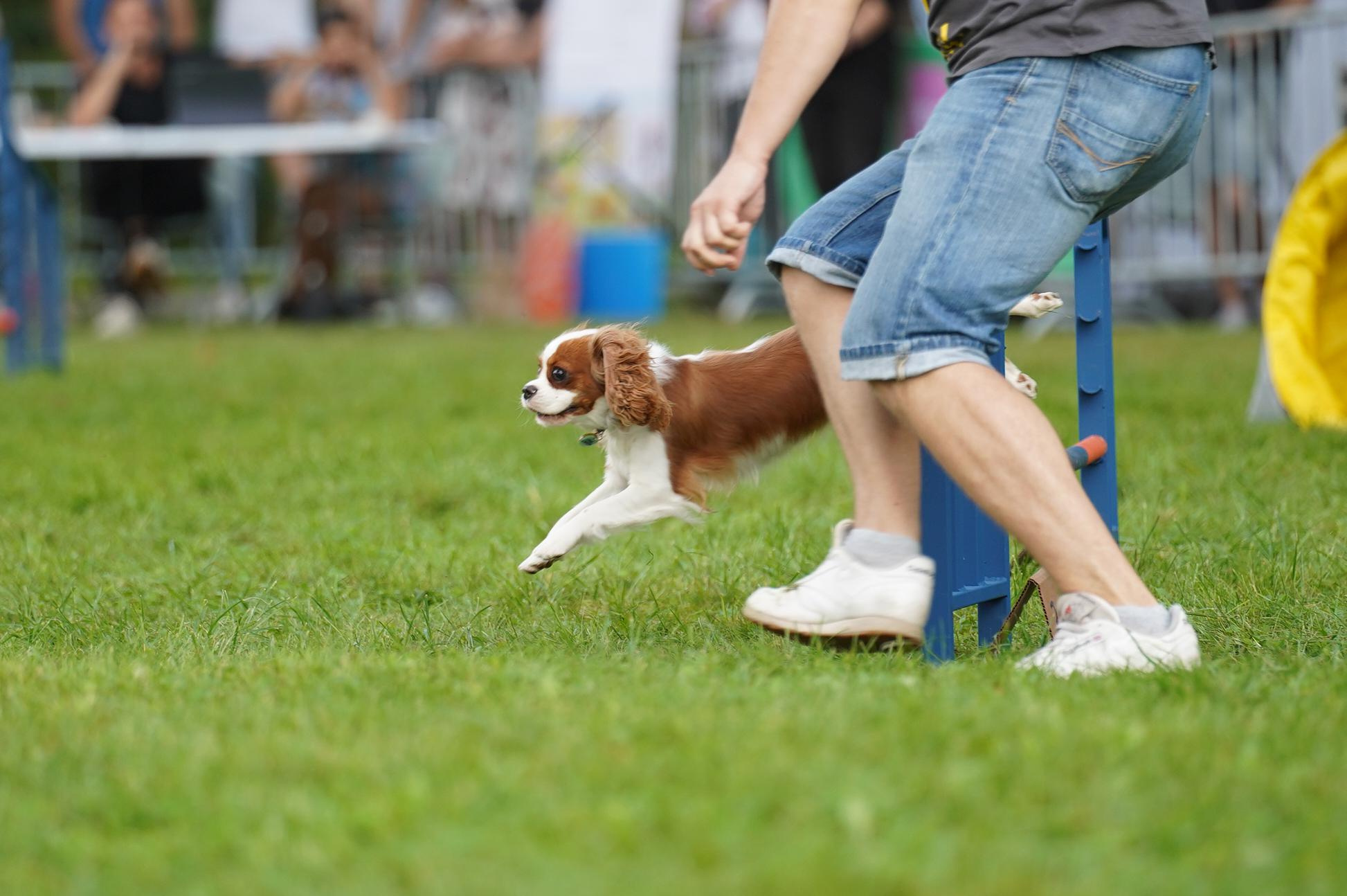 Петшопдей. Фотограф анималист