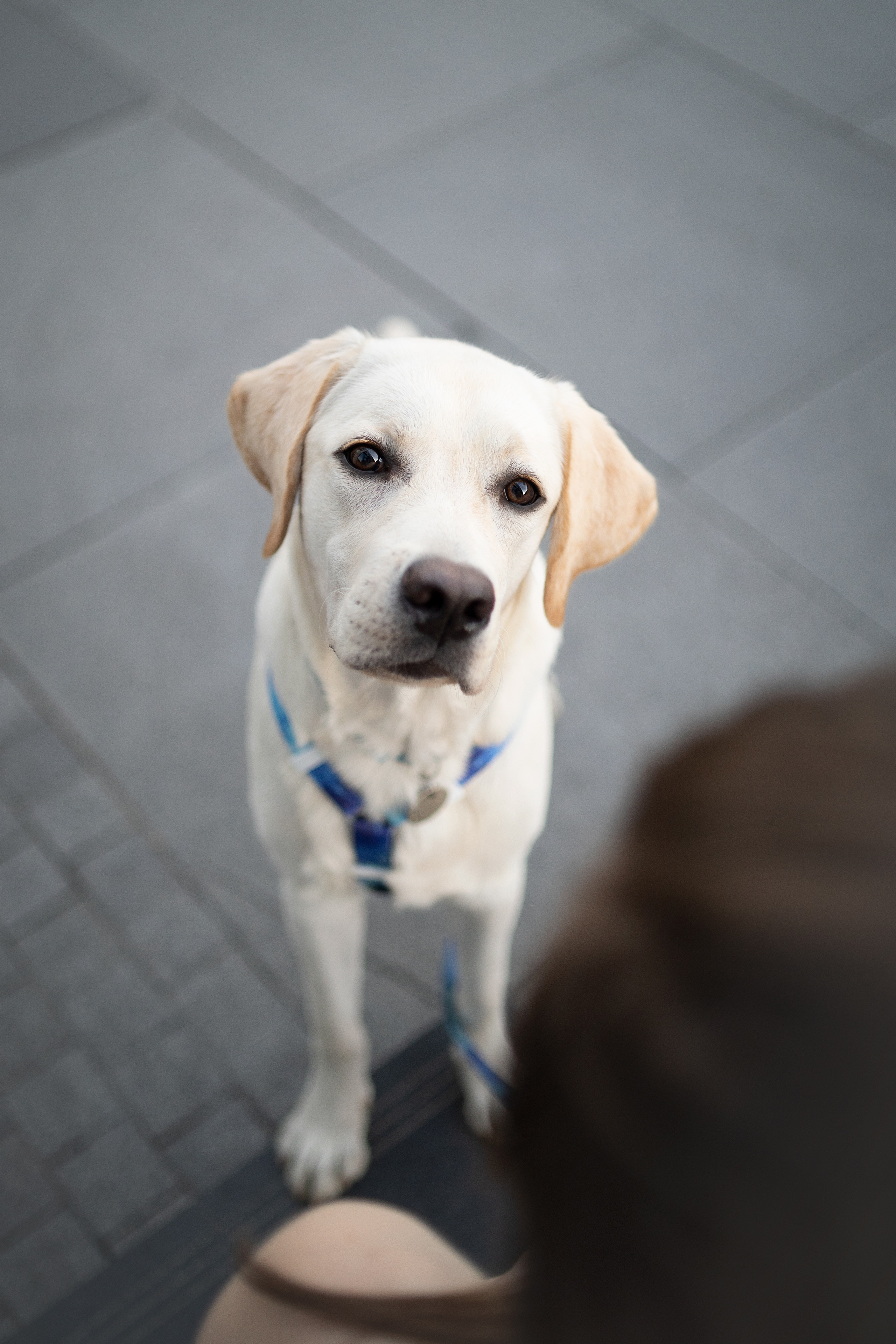 Наташа и Чарли. Фотограф анималист