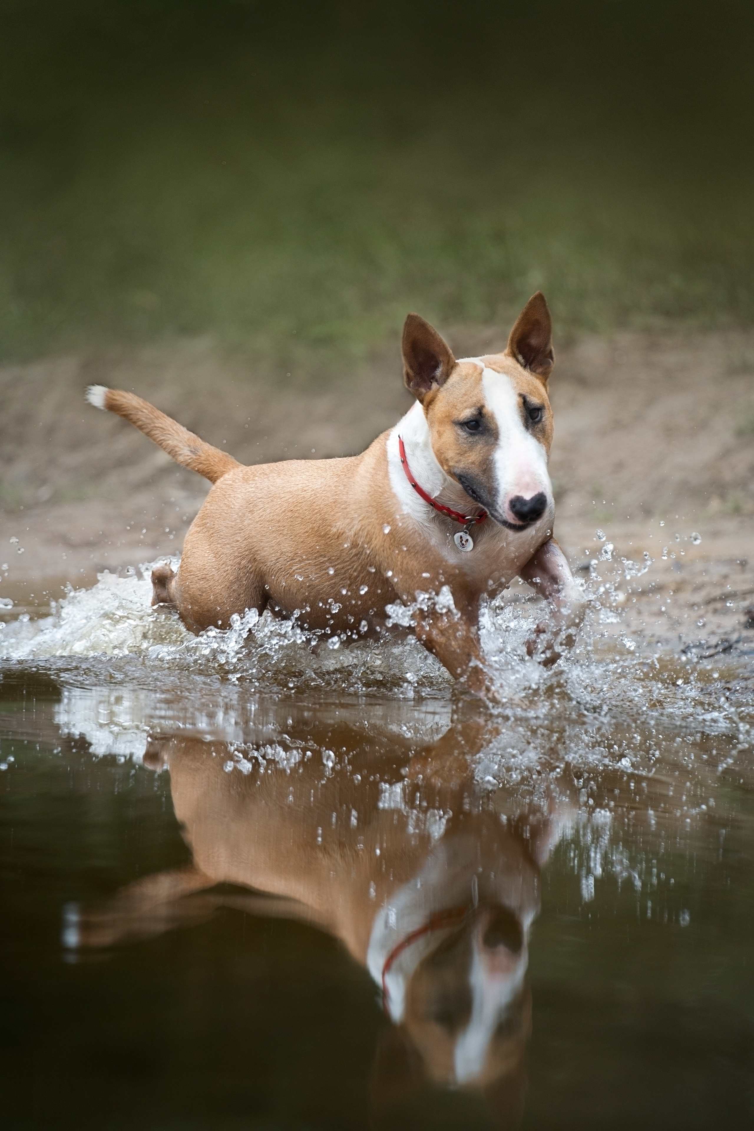 Яна и Юни. Фотограф анималист