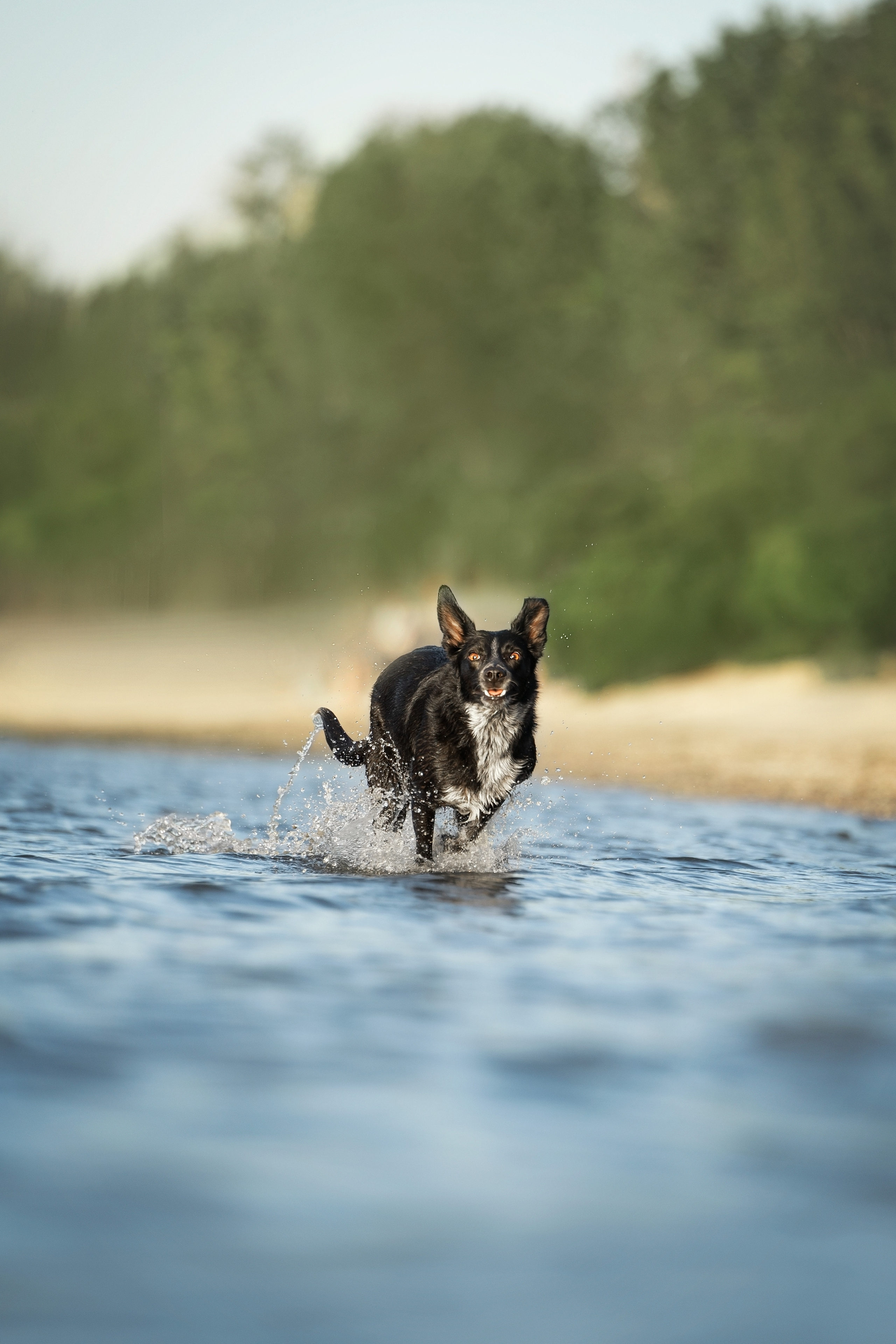 Йота. Фотограф анималист