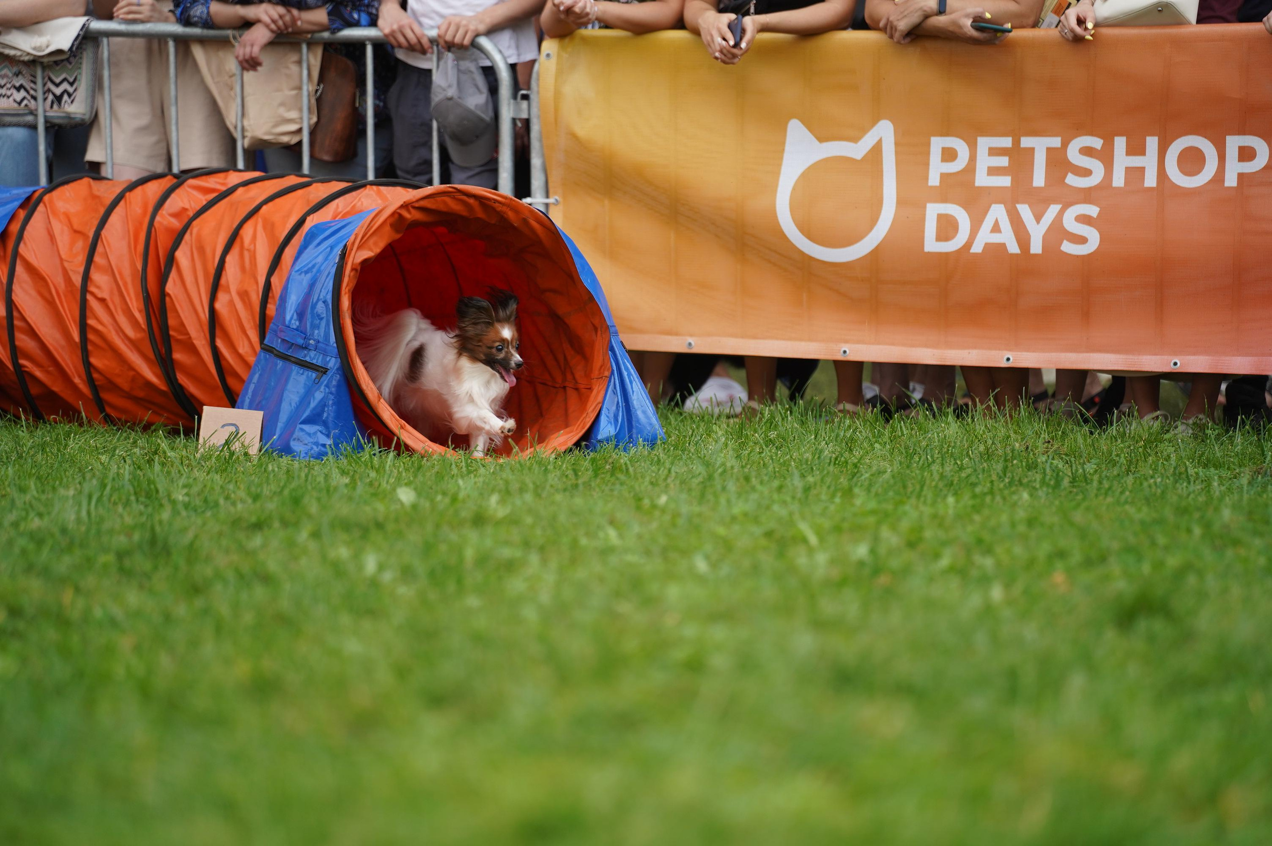 Петшопдей. Фотограф анималист
