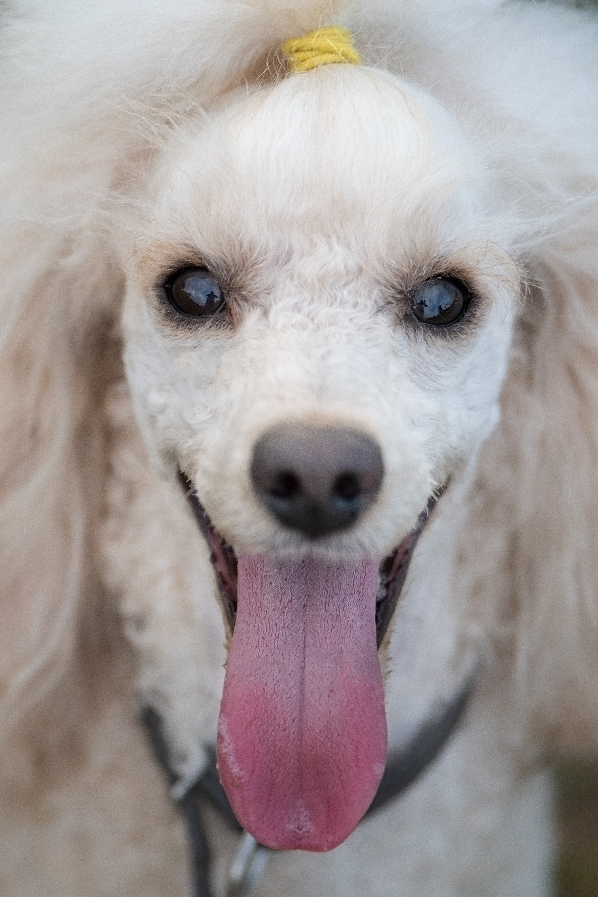 Кудрявая семья. Фотограф анималист