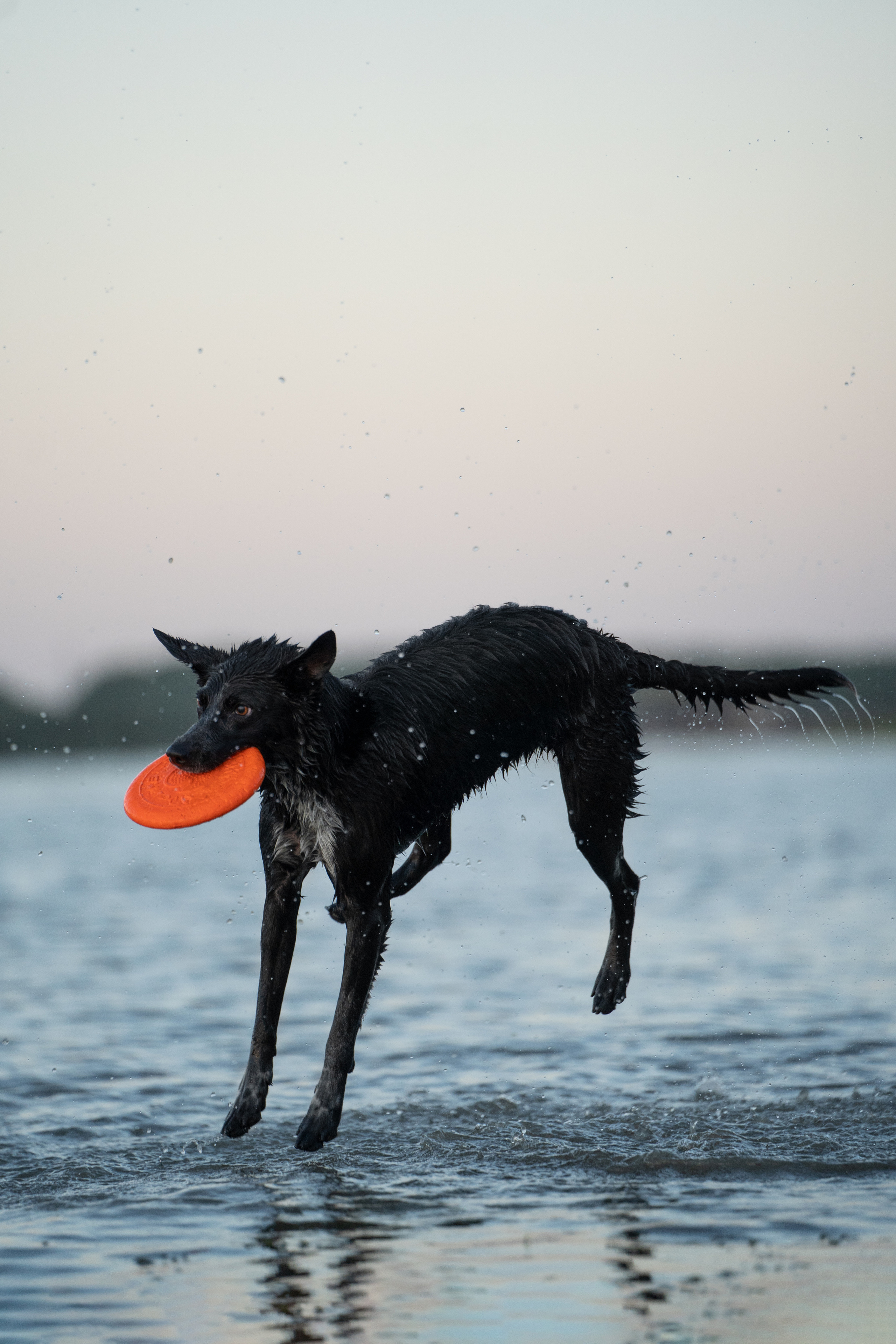 Йота. Фотограф анималист