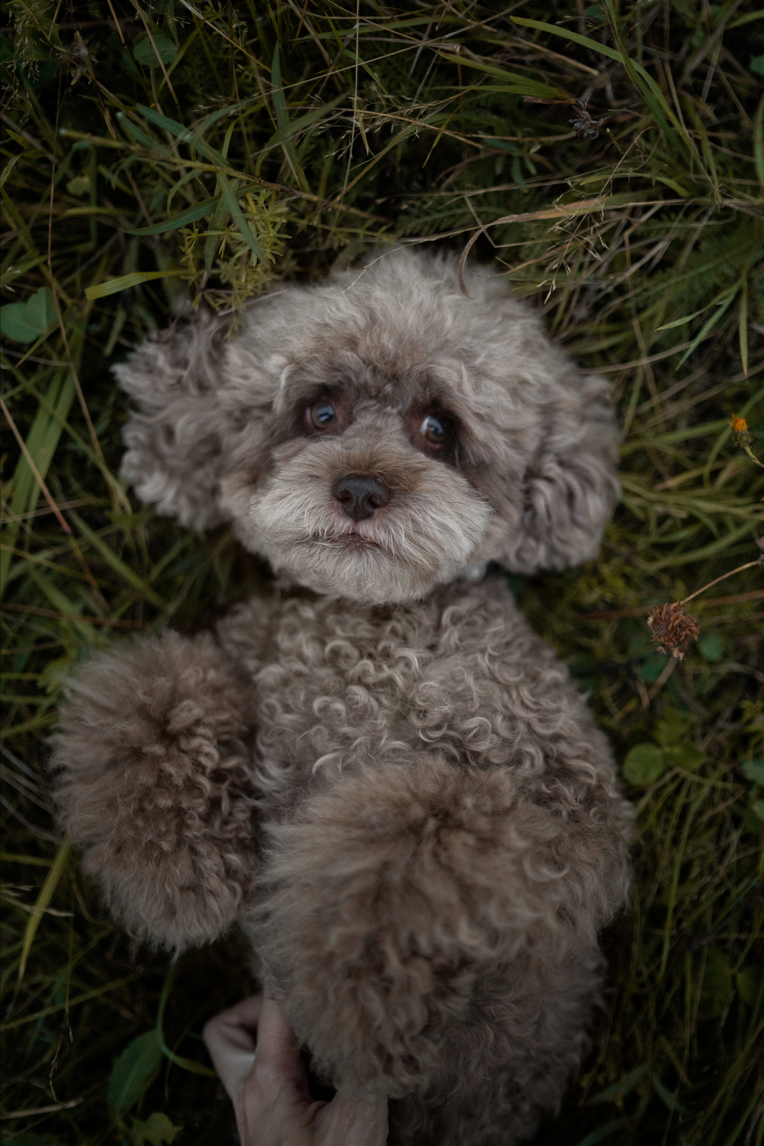 Кудрявая семья. Фотограф анималист