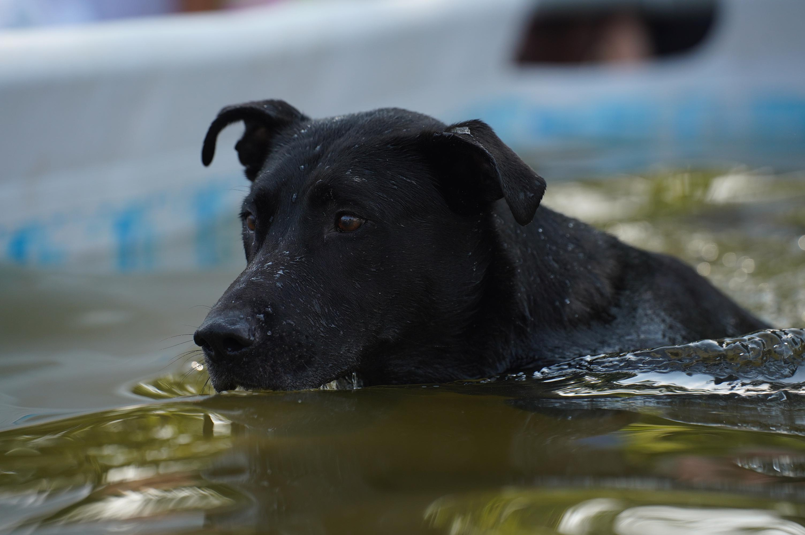 Петшопдей. Фотограф анималист