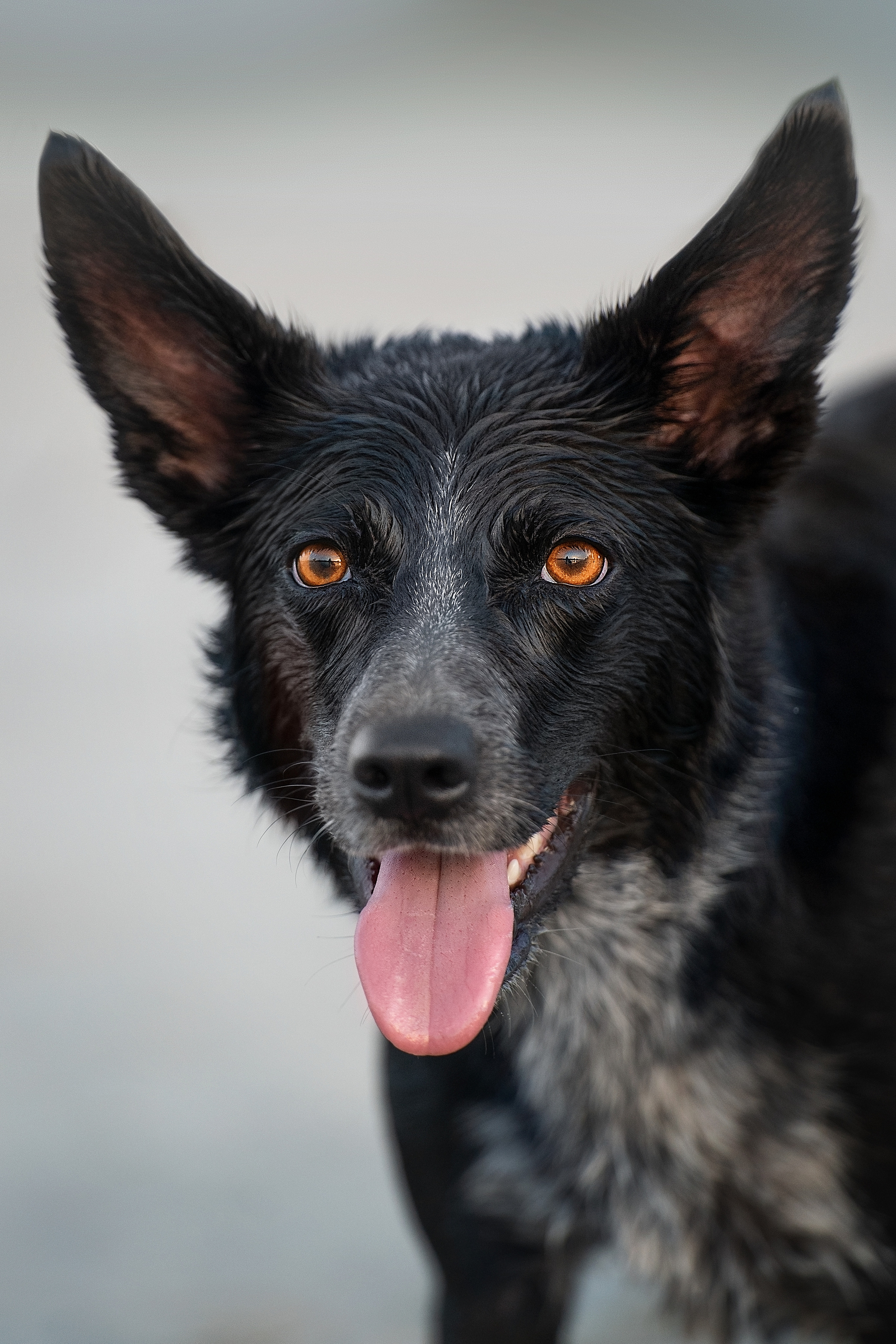 Йота. Фотограф анималист