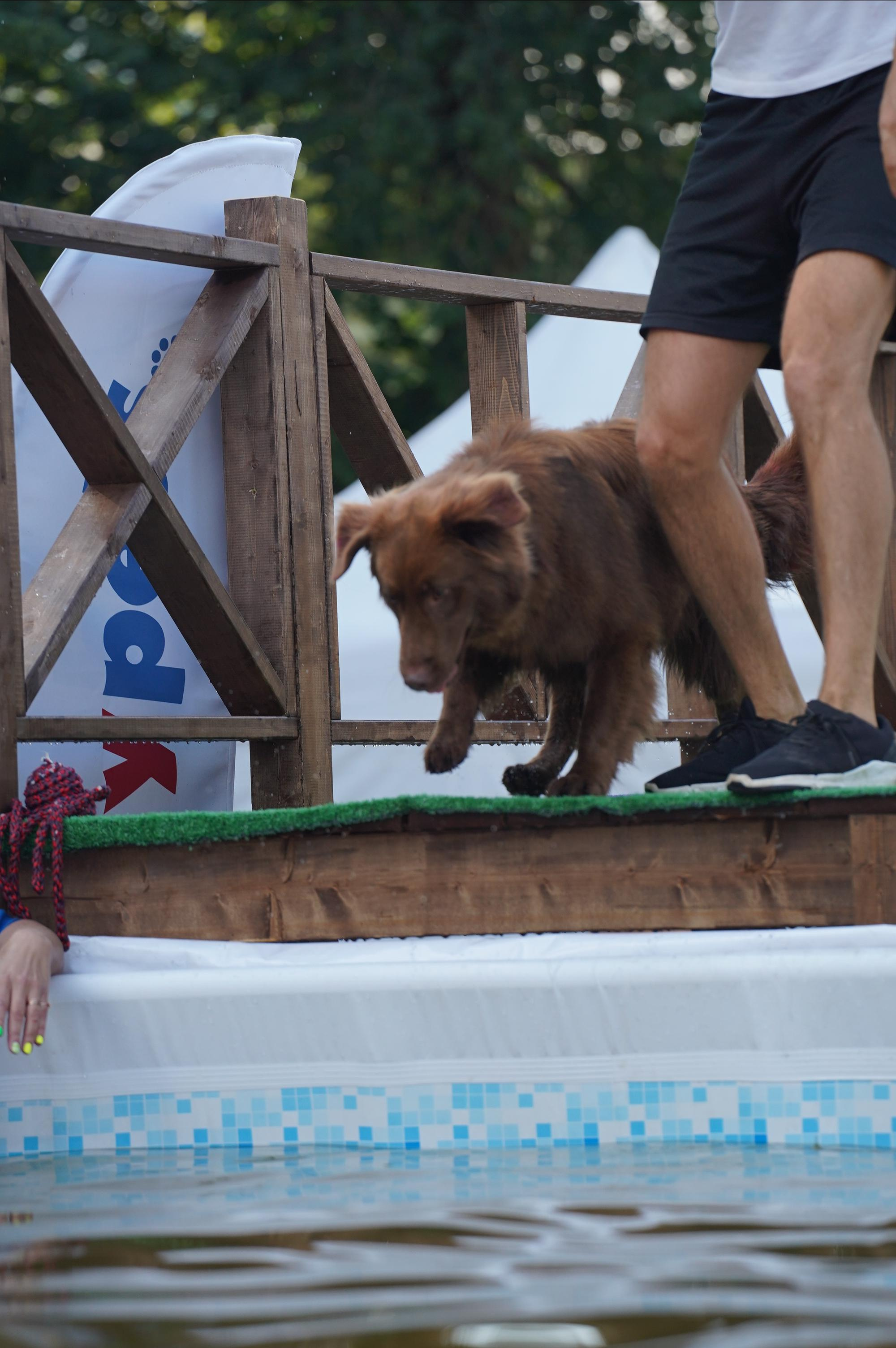 Петшопдей. Фотограф анималист