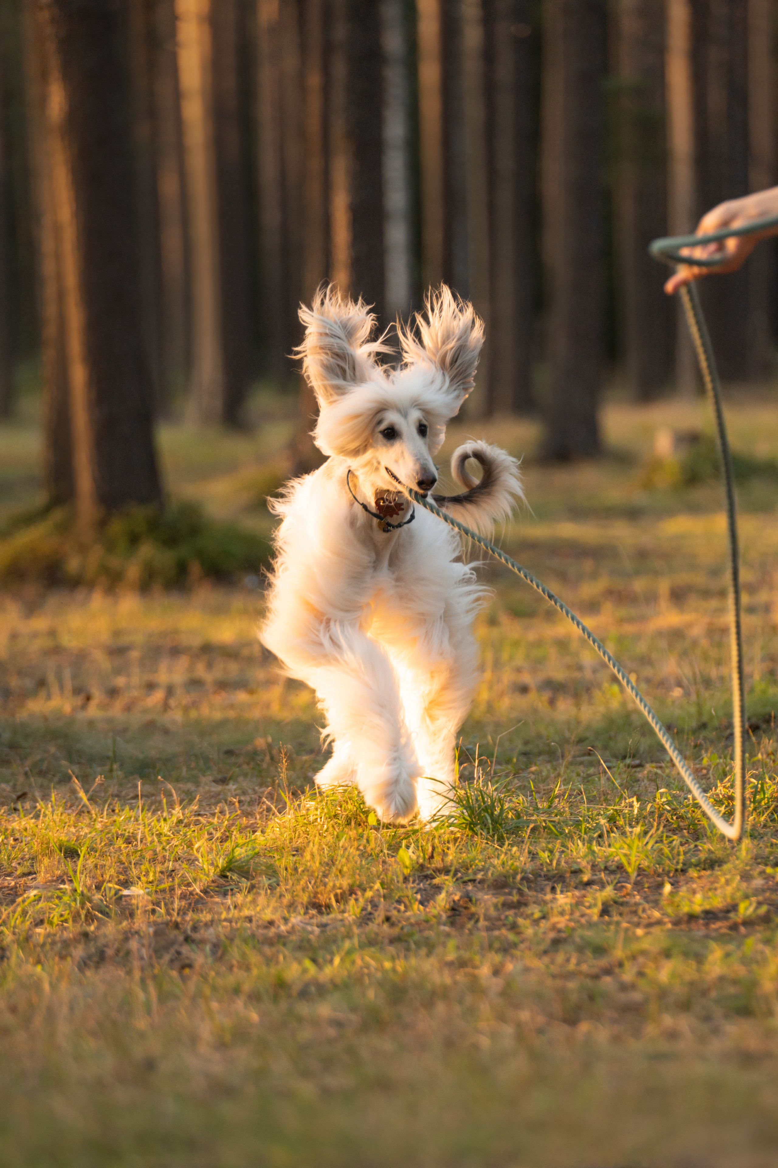 Путь к лесу. Фотограф анималист