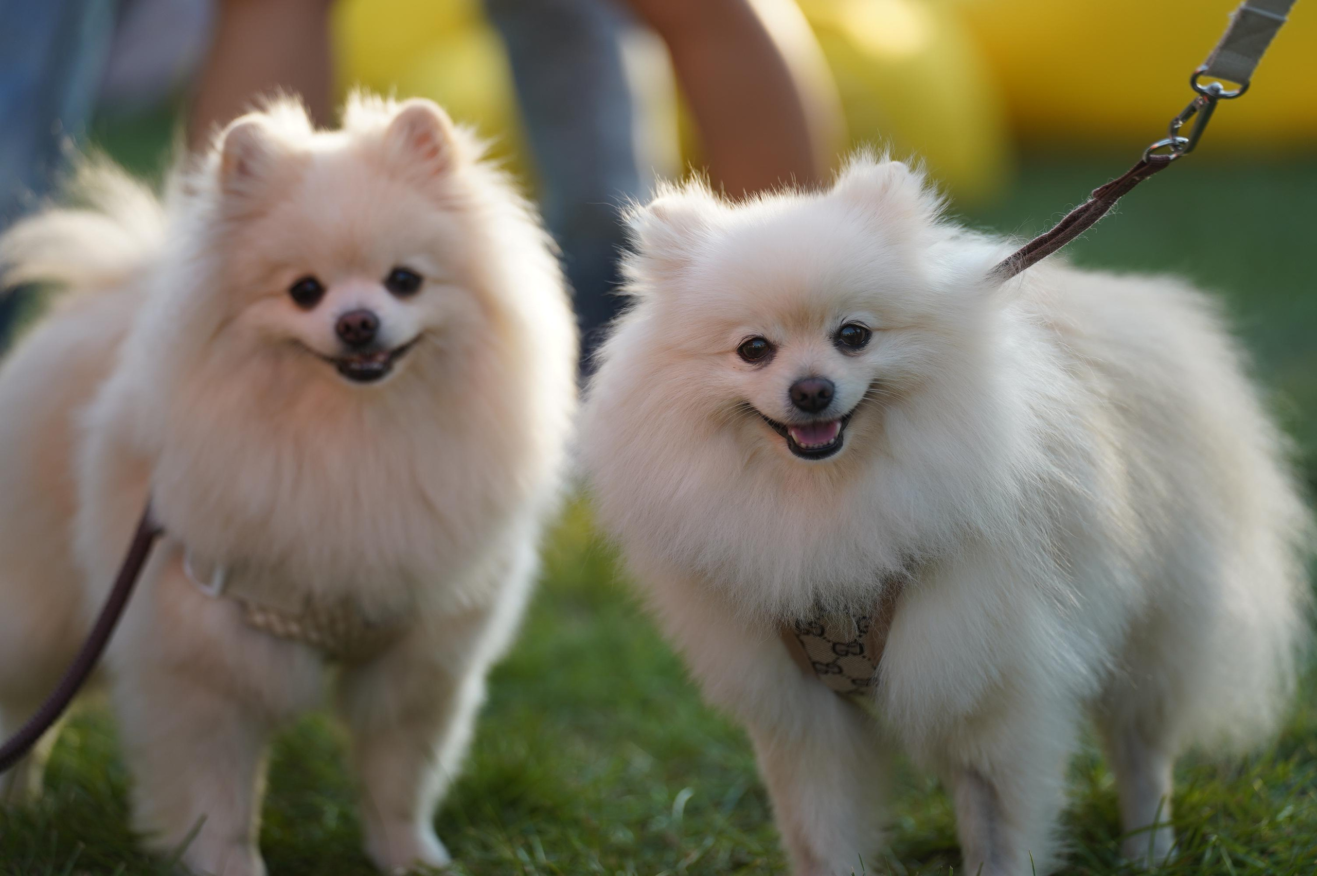 Петшопдей. Фотограф анималист