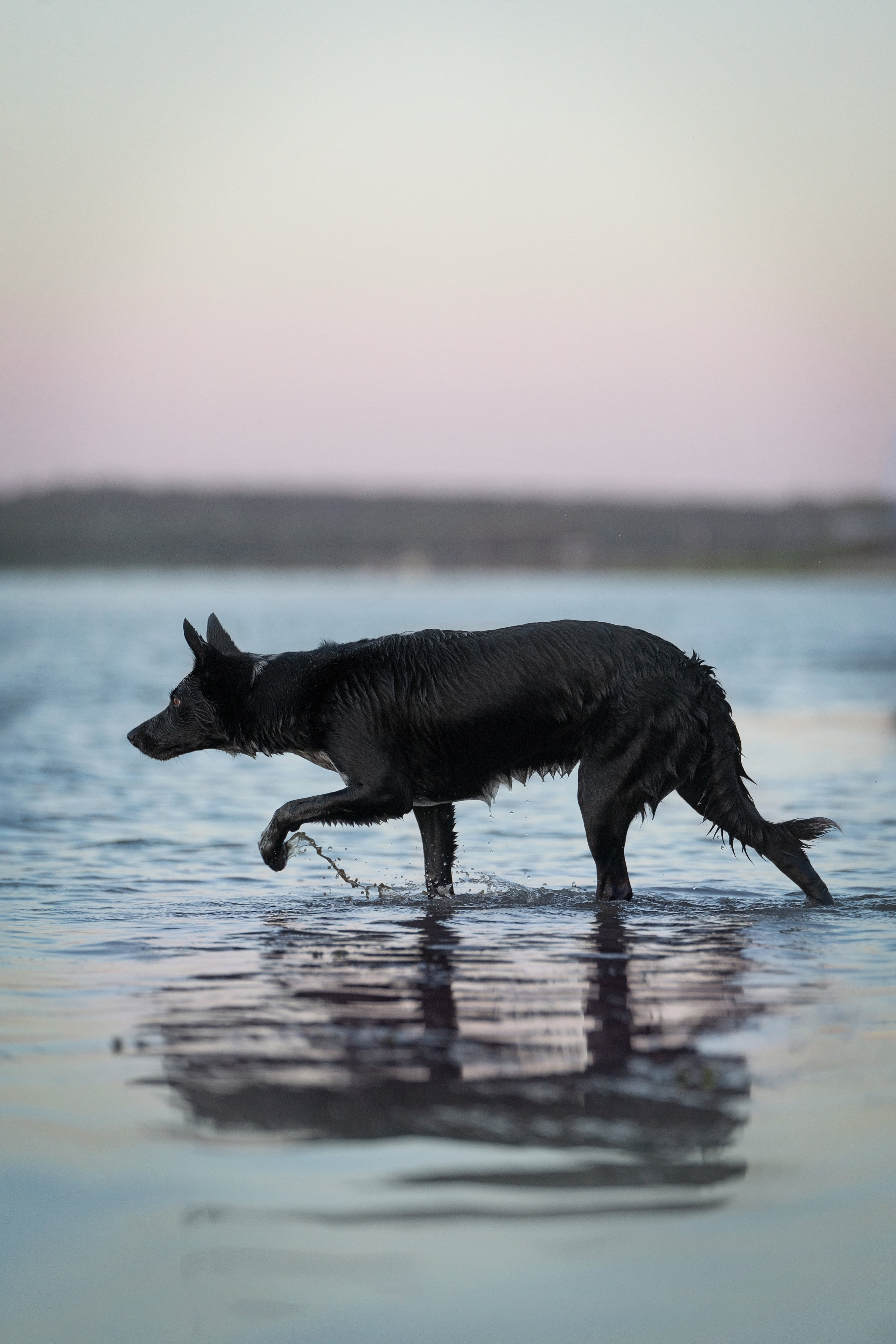 Йота. Фотограф анималист