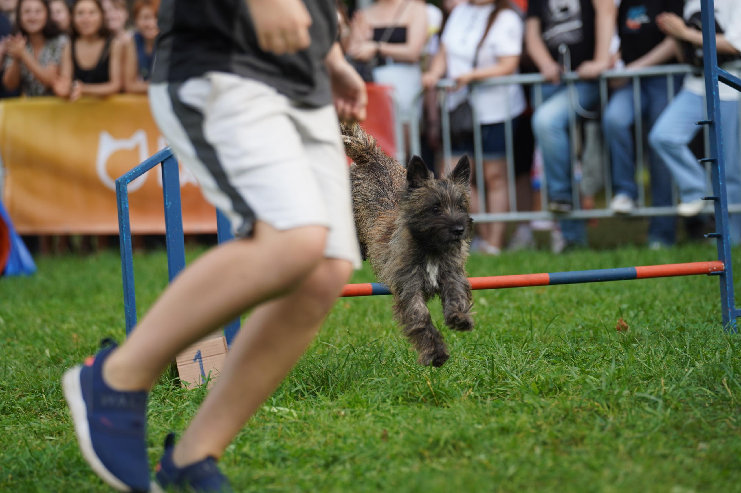 Петшопдей. Фотограф анималист