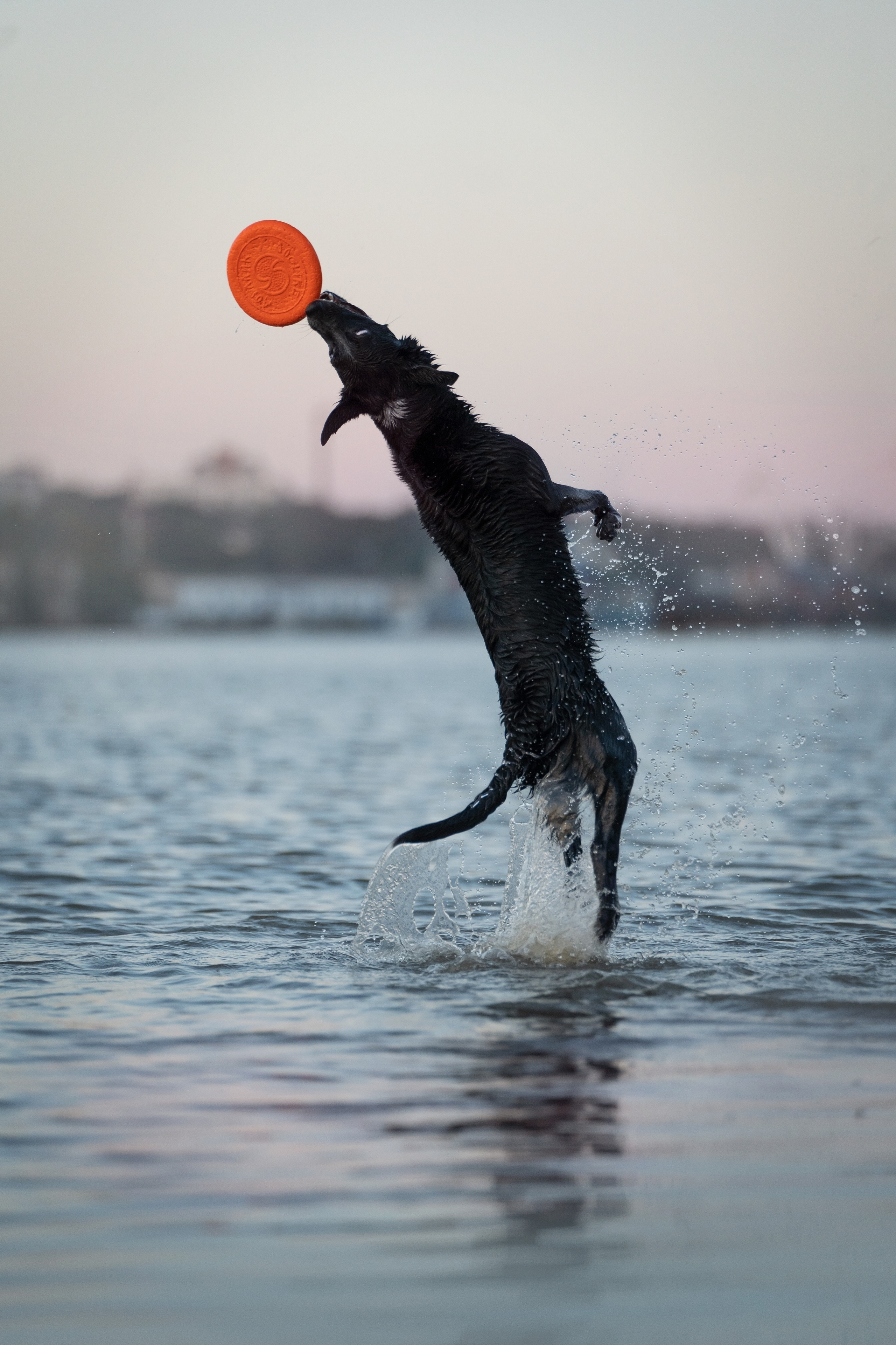 Йота. Фотограф анималист
